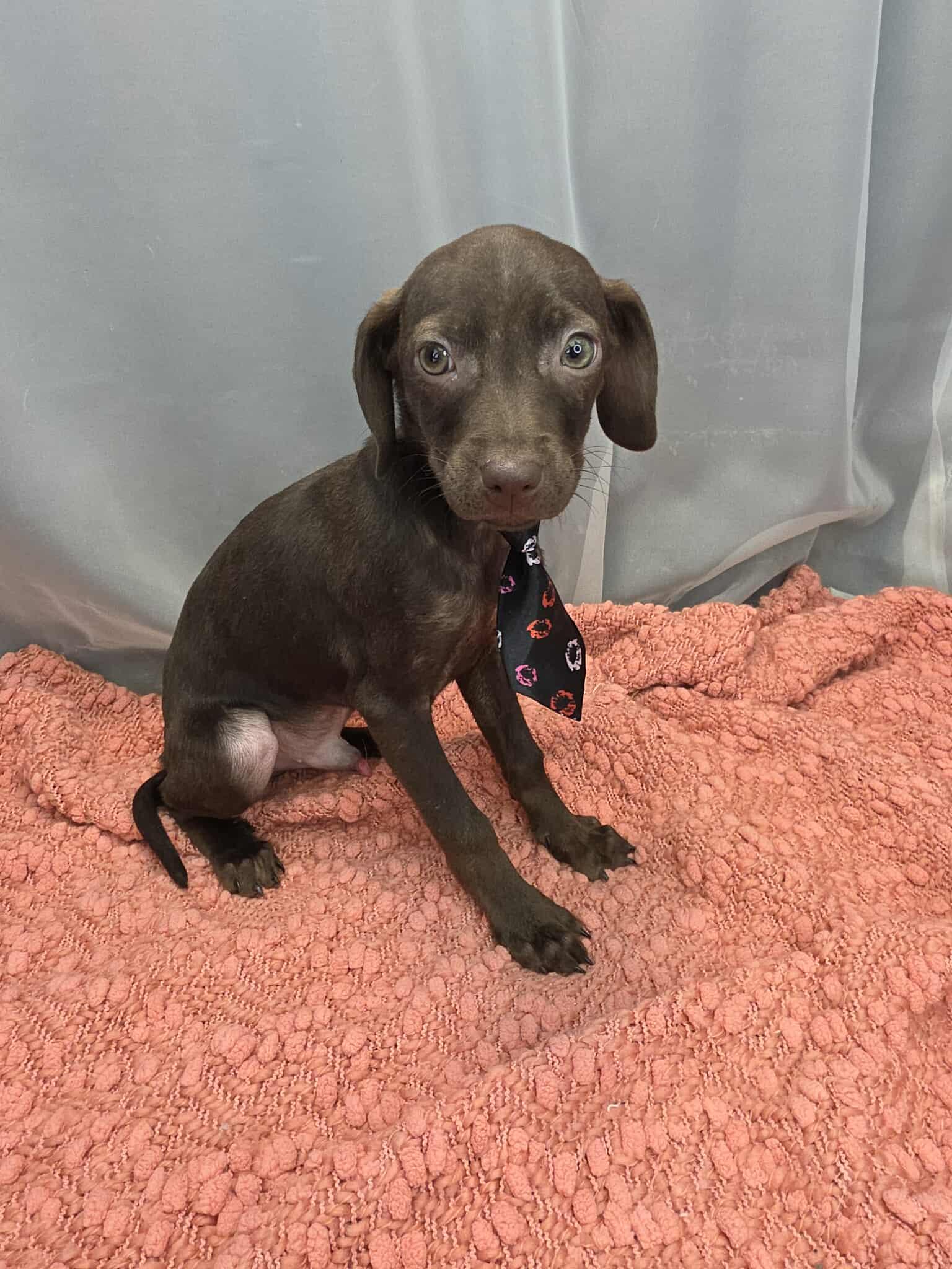 Enlarge Frank, a ADOPTABLE Chiweenie in Wanaque, NJ image 3/5