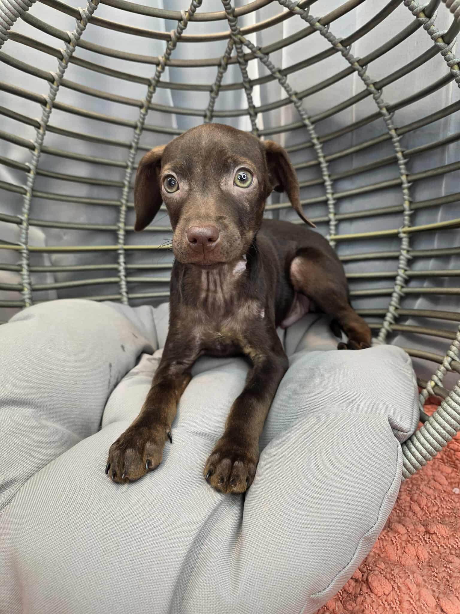 Enlarge Frank, a ADOPTABLE Chiweenie in Wanaque, NJ image 2/5