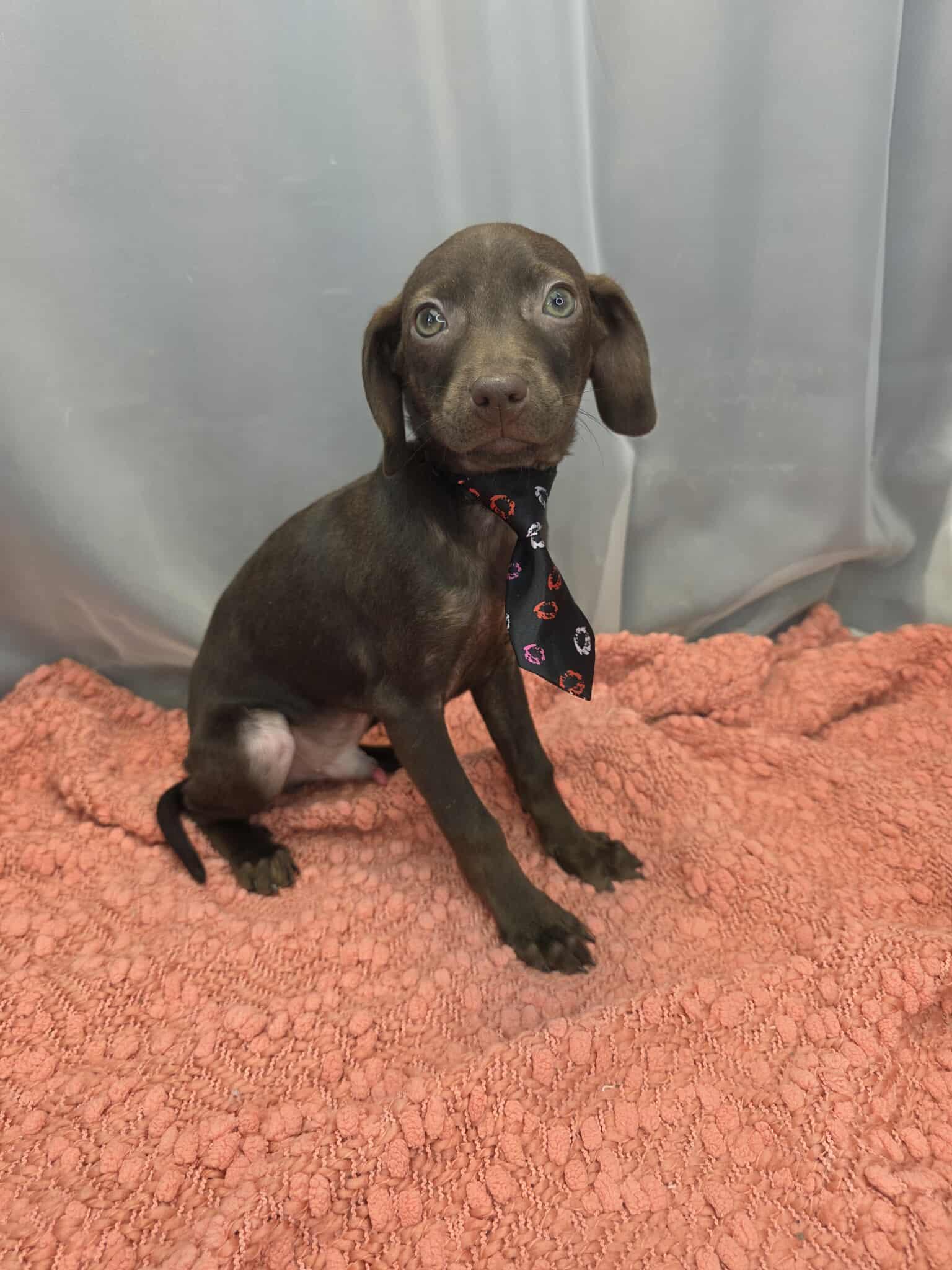 Enlarge Frank, a ADOPTABLE Chiweenie in Wanaque, NJ image 1/5