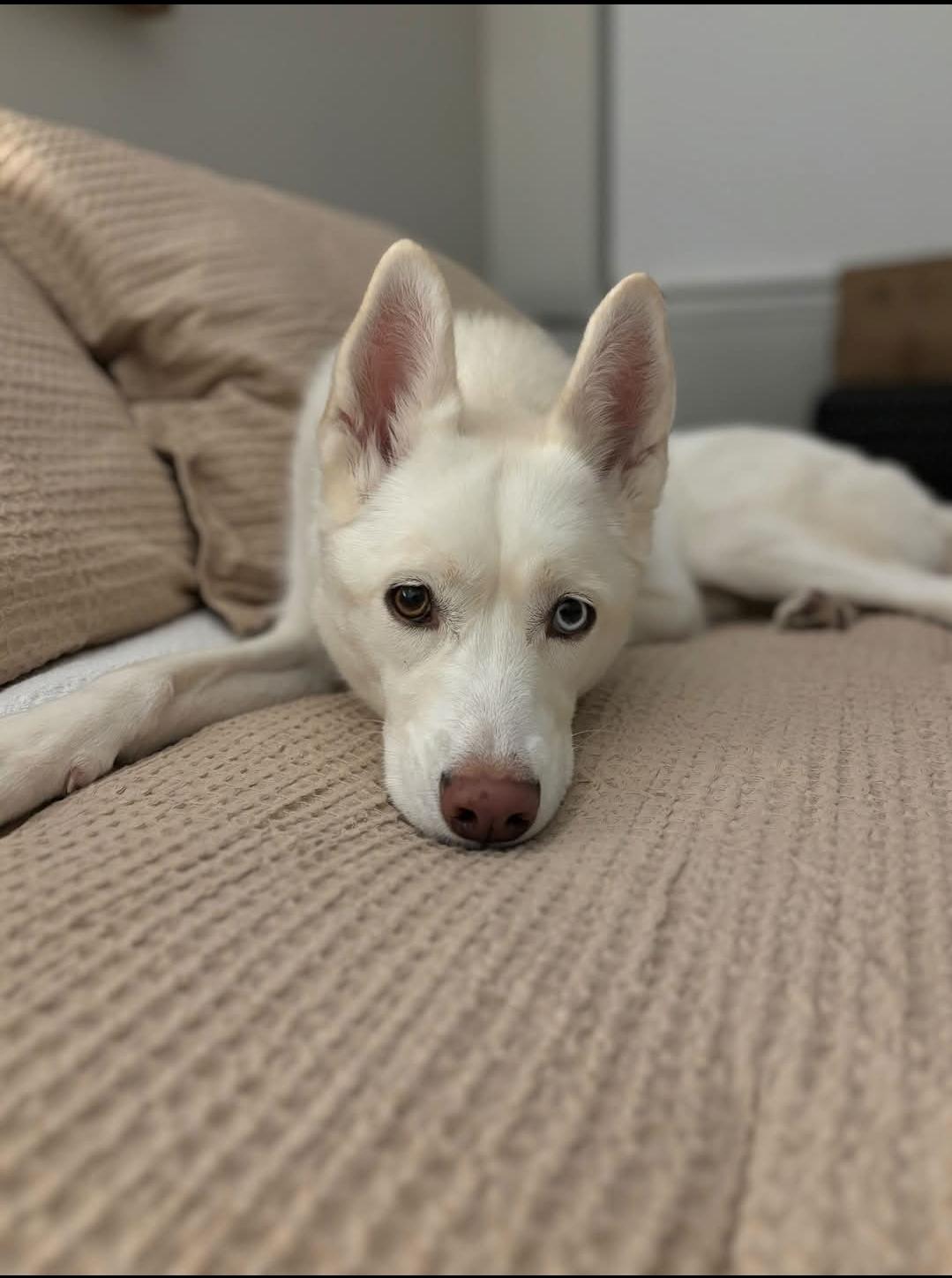 Poppy, a Adoptable Siberian Husky in Naperville, IL image 2/3