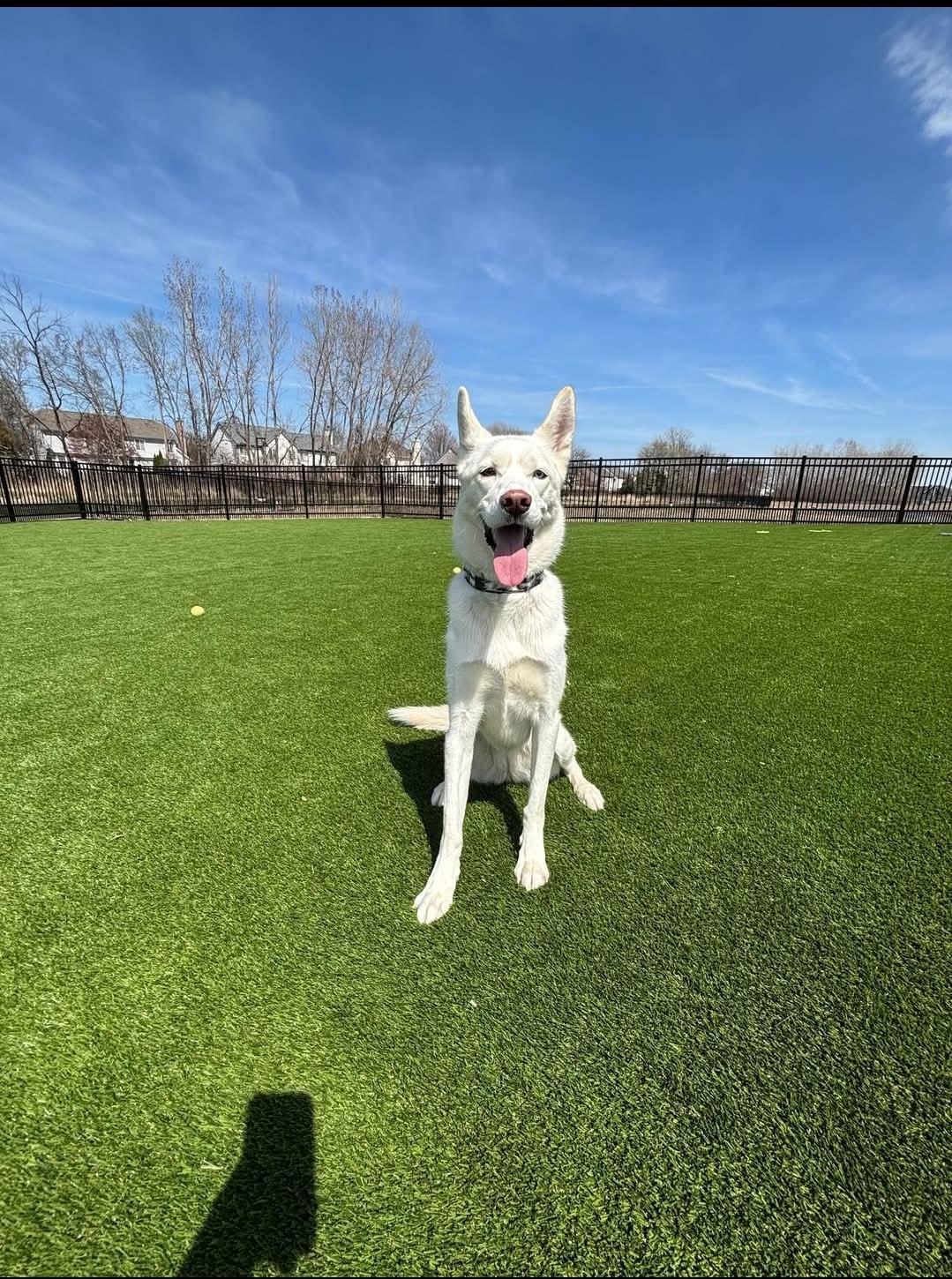 Poppy, a Adoptable Siberian Husky in Naperville, IL image 3/3