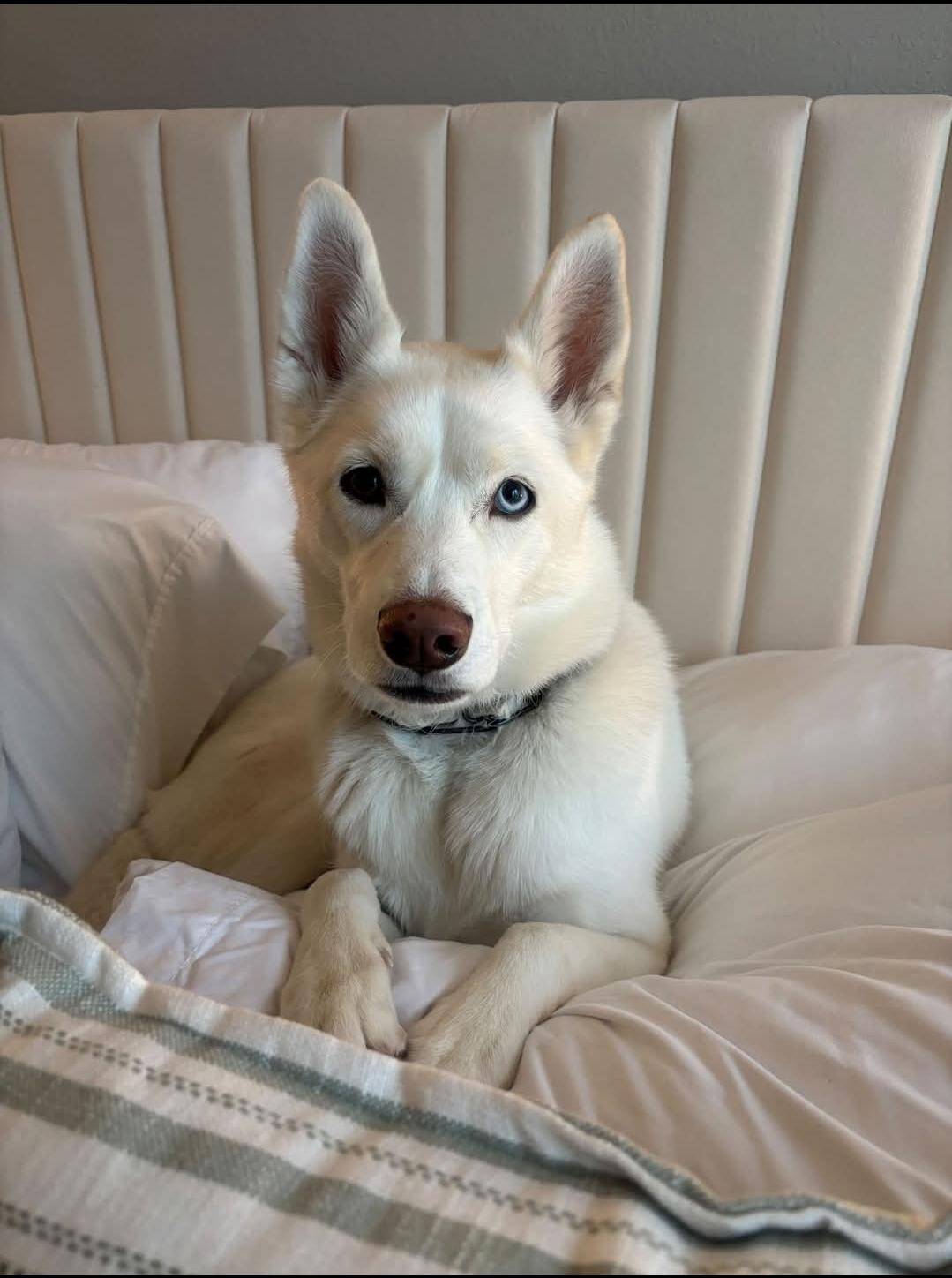 Poppy, Adoptable, Adult Female Siberian Husky.