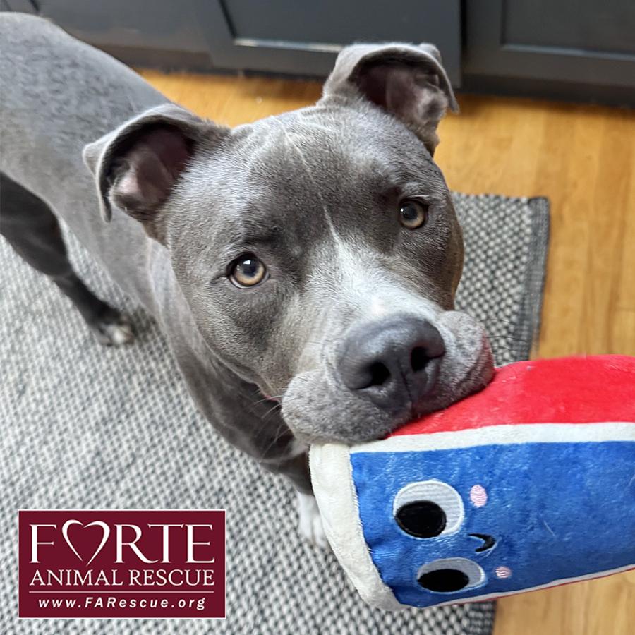 Enlarge Yoshi, a ADOPTABLE mixed breed in Marina Del Rey, CA image 1/5