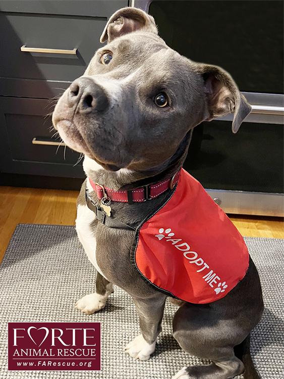 Enlarge Yoshi, a ADOPTABLE mixed breed in Marina Del Rey, CA image 2/5