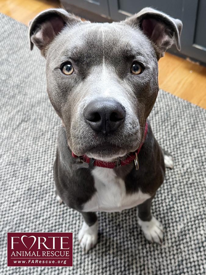 Enlarge Yoshi, a ADOPTABLE mixed breed in Marina Del Rey, CA image 3/5