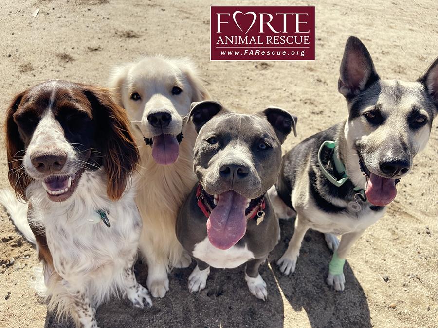 Enlarge Yoshi, a ADOPTABLE mixed breed in Marina Del Rey, CA image 4/5