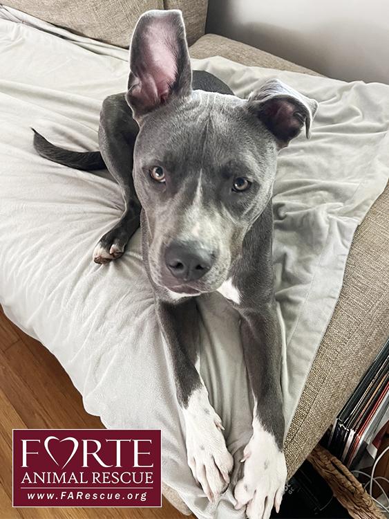 Enlarge Yoshi, a ADOPTABLE mixed breed in Marina Del Rey, CA image 5/5