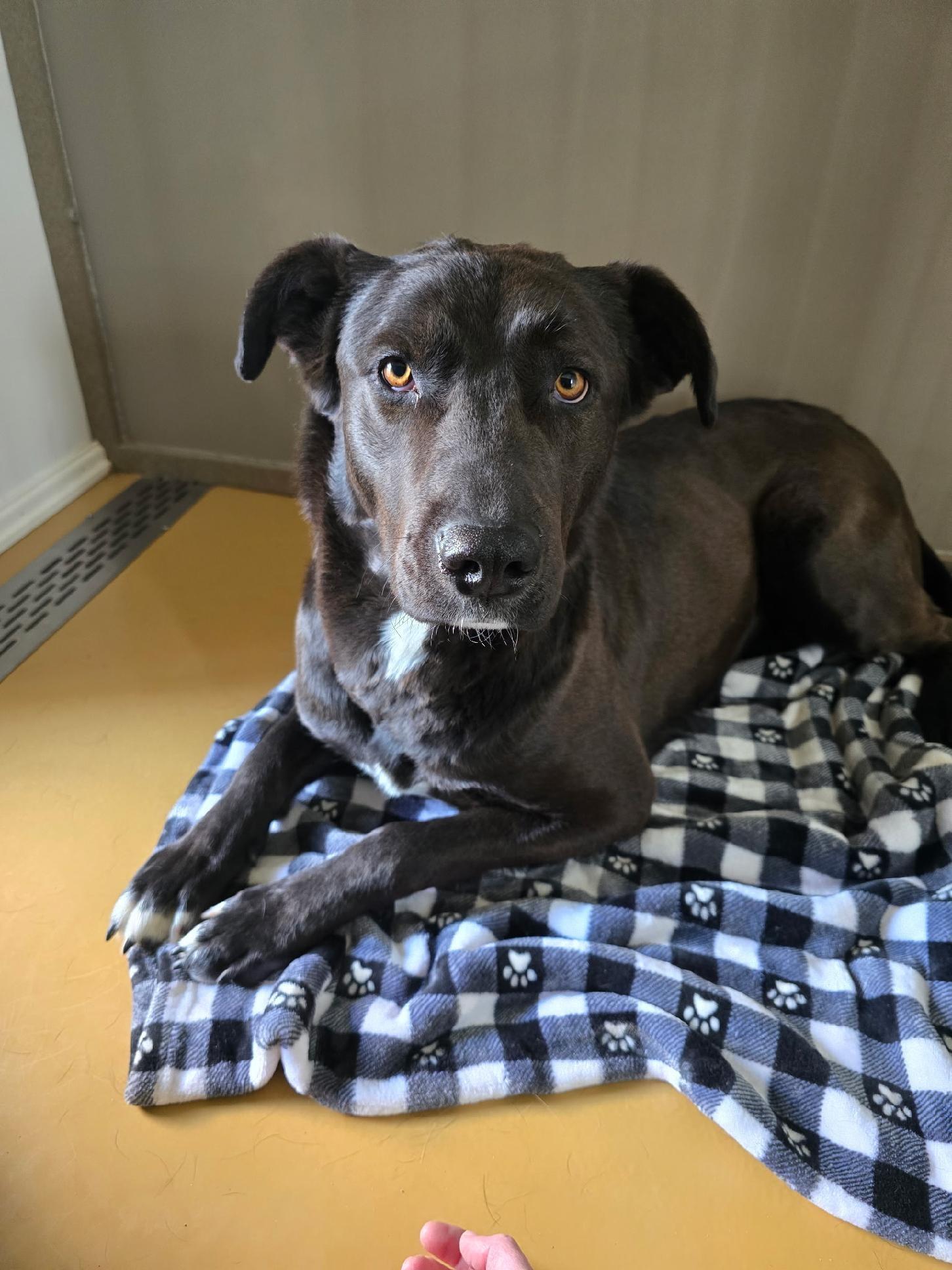 Odie, ADOPTABLE, Young Female Black Labrador Retriever & Shepherd.
