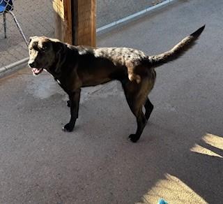 Enlarge Odie, a ADOPTABLE mixed breed in Bernalillo, NM image 4/4