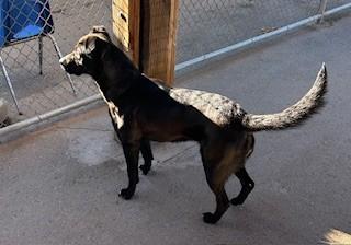 Enlarge Odie, a ADOPTABLE mixed breed in Bernalillo, NM image 2/4