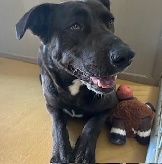 Enlarge Odie, a ADOPTABLE mixed breed in Bernalillo, NM image 2/3