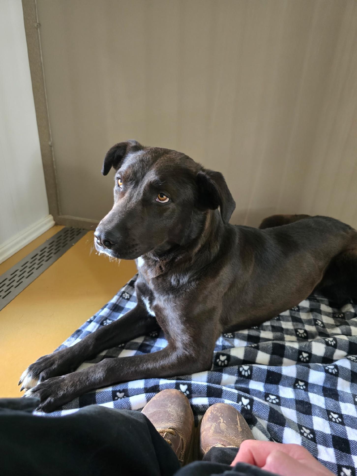 Enlarge Odie, a ADOPTABLE mixed breed in Bernalillo, NM image 3/3