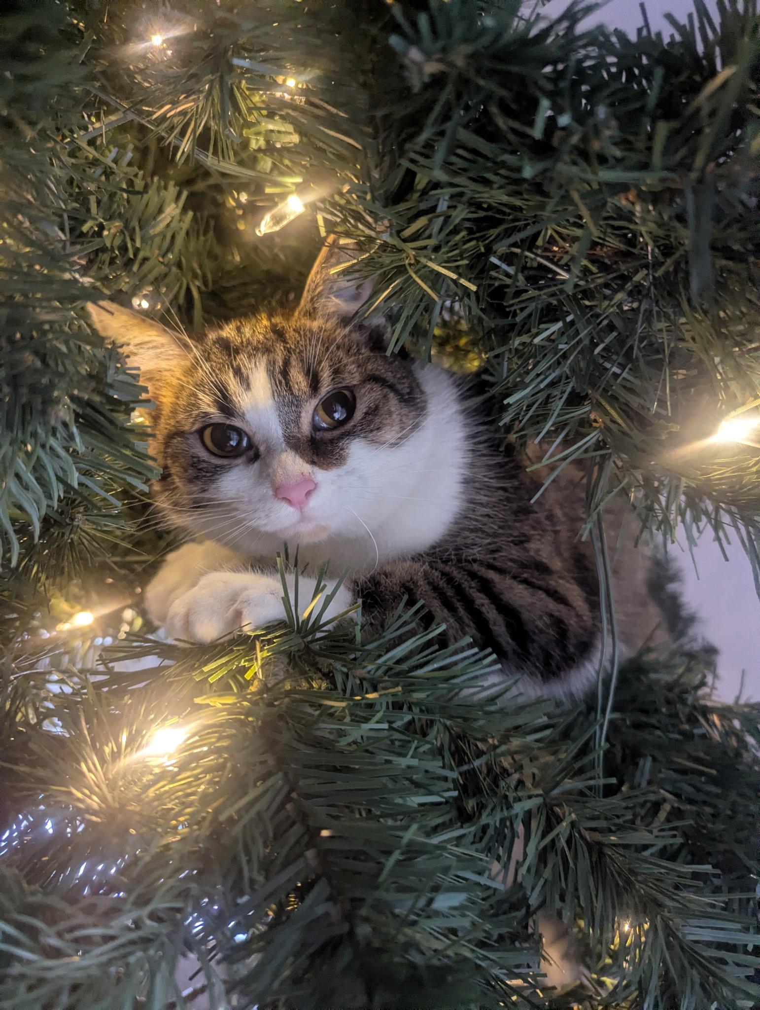 Mabel, Adoptable, Young Female Domestic Short Hair.