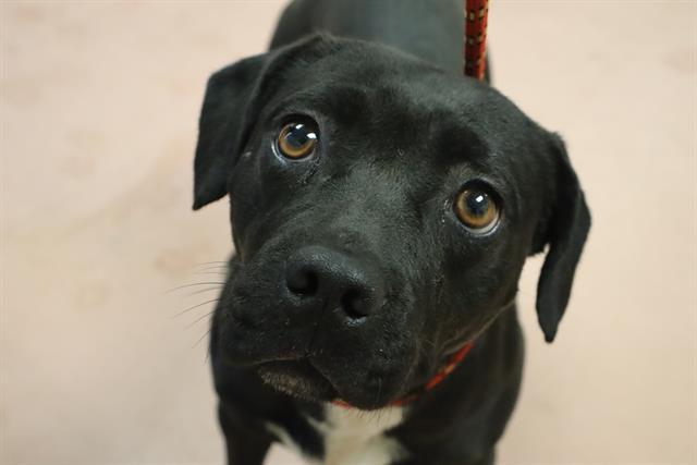 Enlarge AURORA, a Adoptable Mixed Breed in Columbia, SC image 1/1