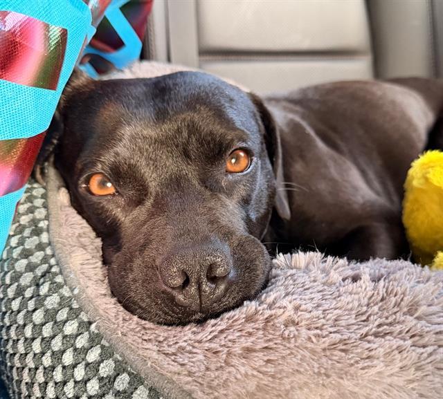 AURORA, Adoptable, Young Female Mixed Breed.