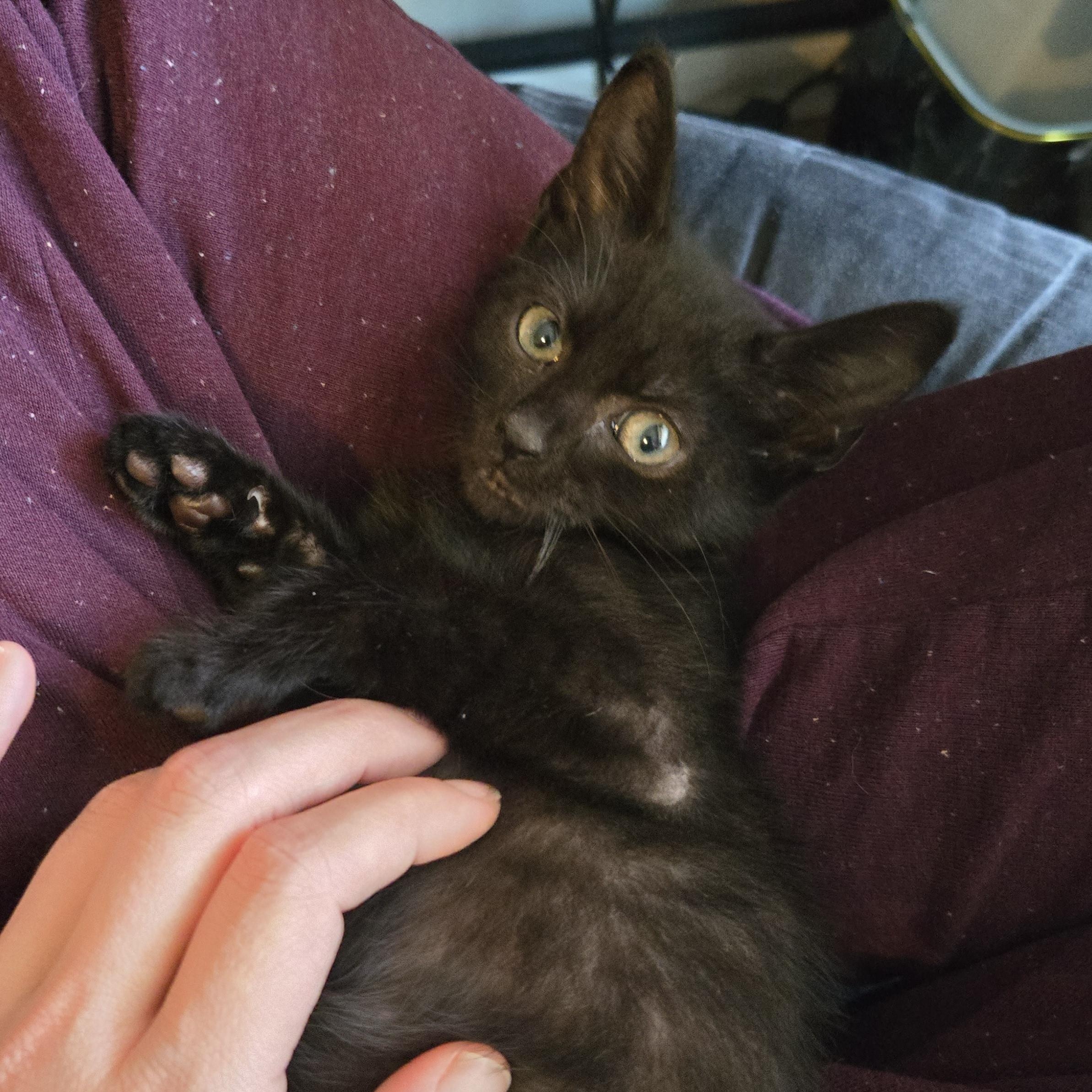 Ghirardelli, an adopted mixed breed in Hyattsville, MD image 4/6