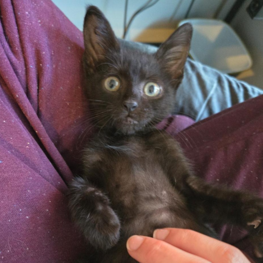 Ghirardelli, adopted, Kitten Male Bombay & Domestic Short Hair.