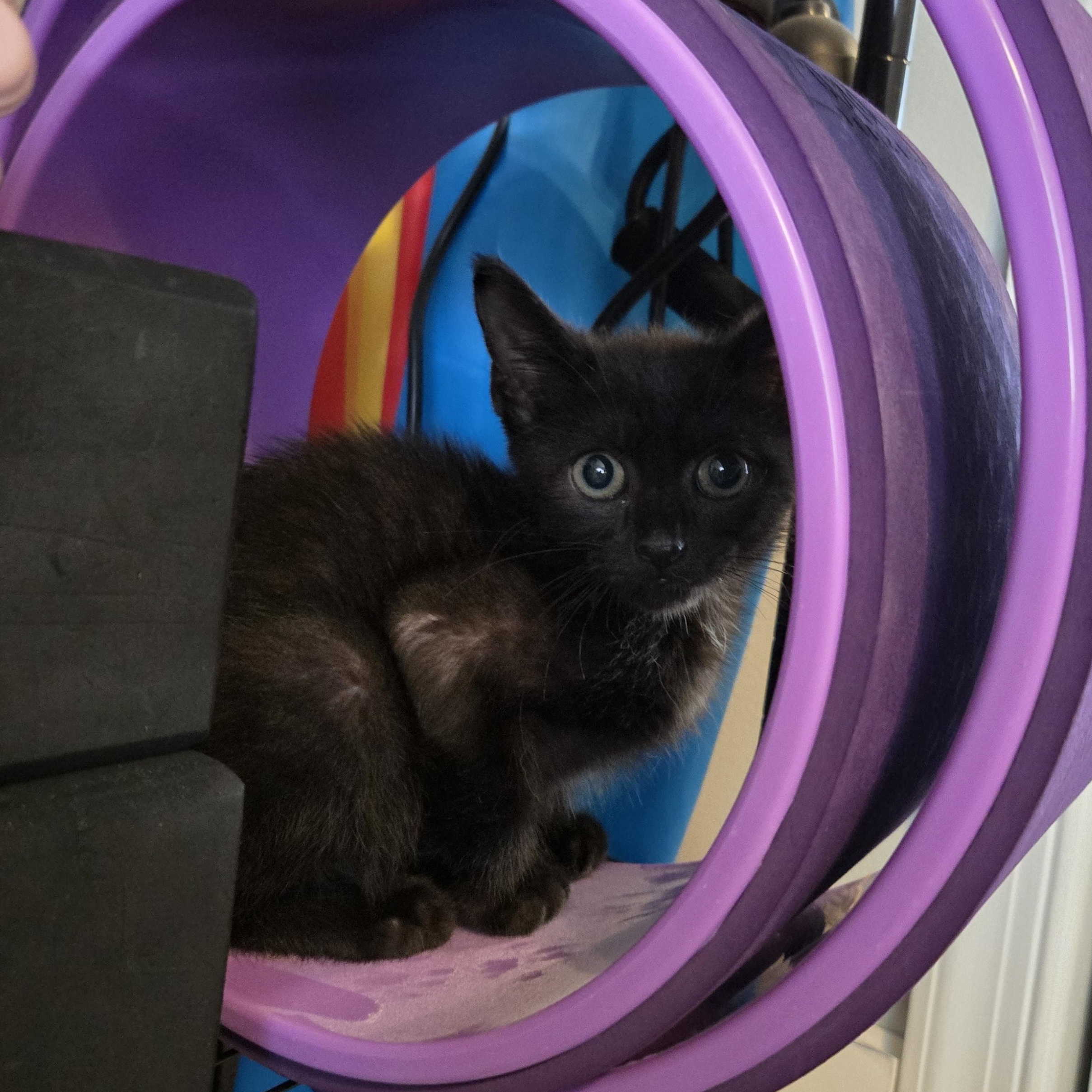 Ghirardelli, an adopted mixed breed in Hyattsville, MD image 3/6