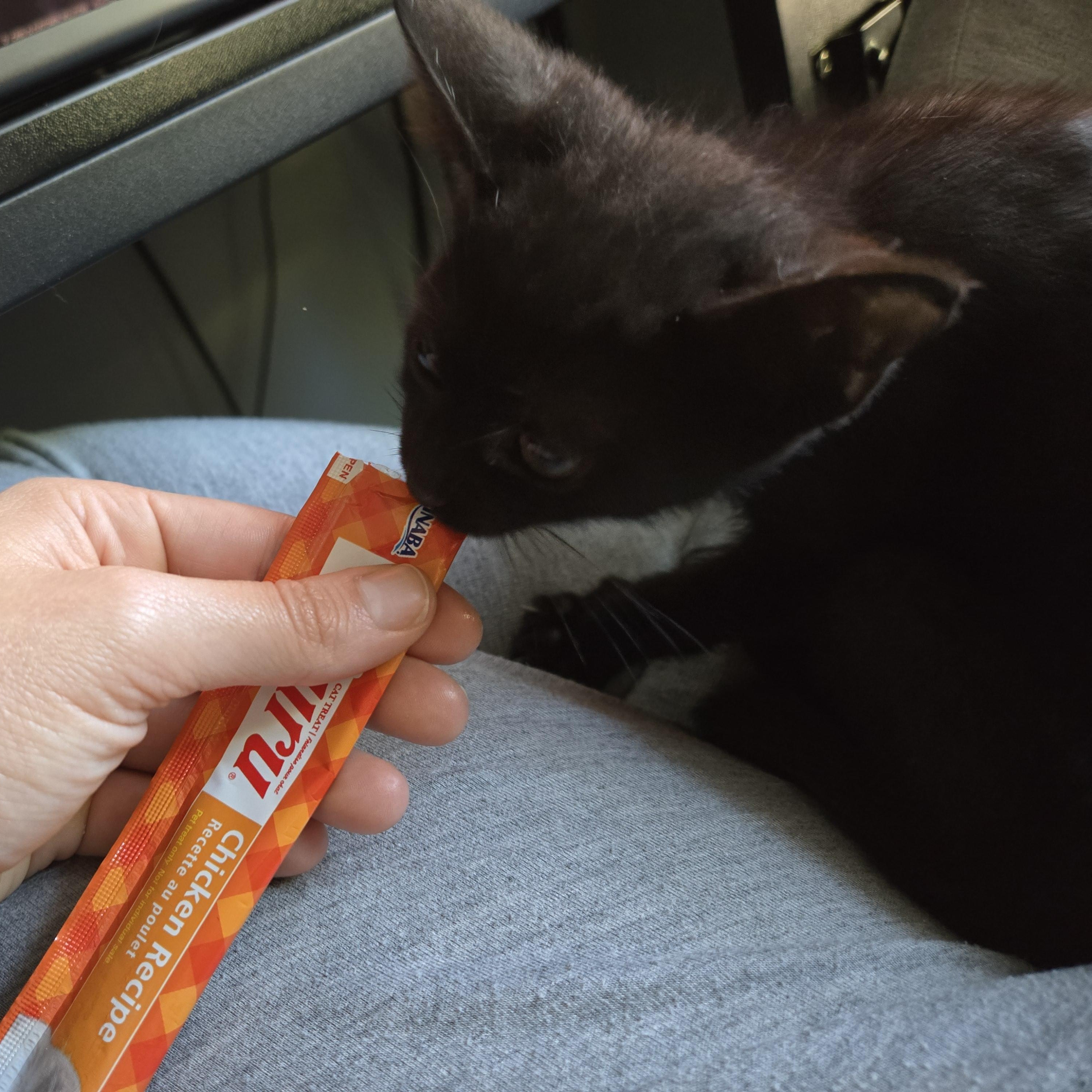 Ghirardelli, an adopted mixed breed in Hyattsville, MD image 6/6