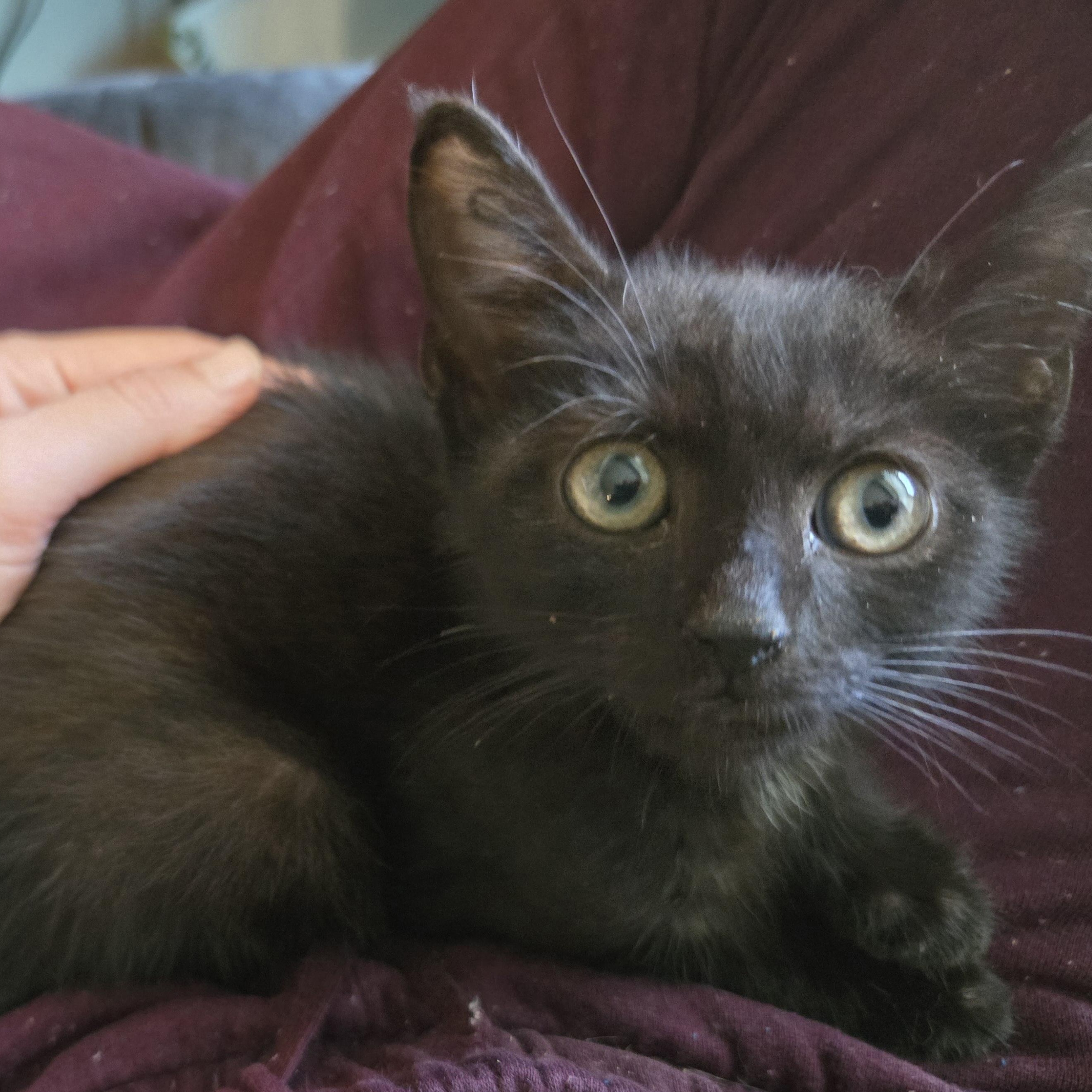 Ghirardelli, an adopted mixed breed in Hyattsville, MD image 5/6