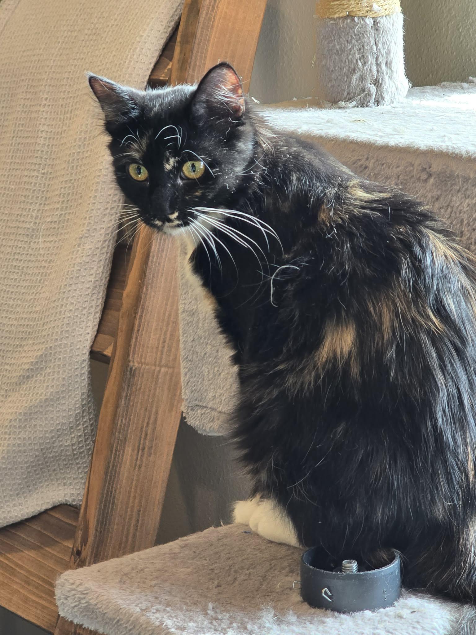 Enlarge *Zoe, a ADOPTABLE Domestic Medium Hair in Sioux Falls, SD image 4/4