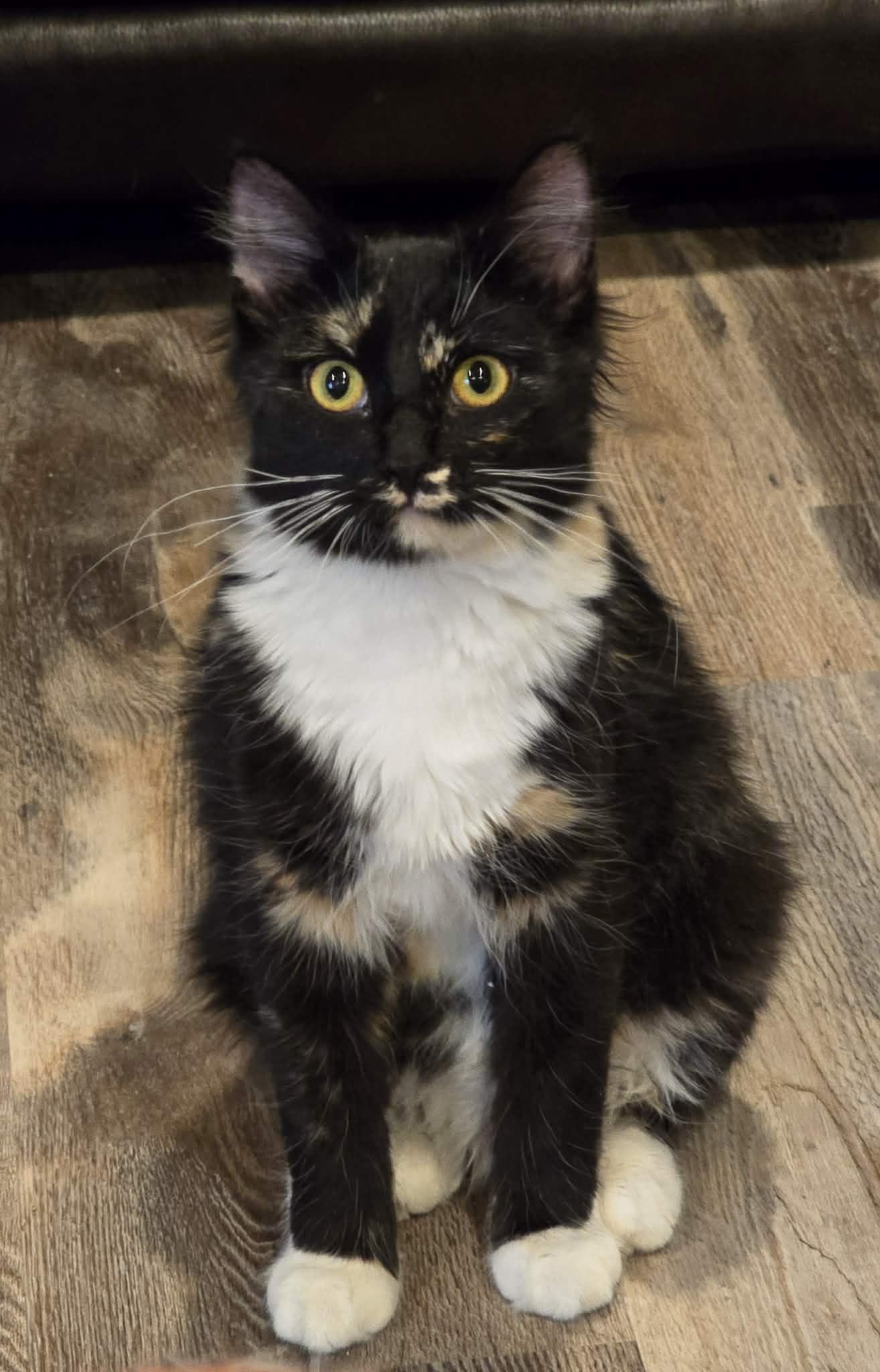 Enlarge *Zoe, a ADOPTABLE Domestic Medium Hair in Sioux Falls, SD image 1/4