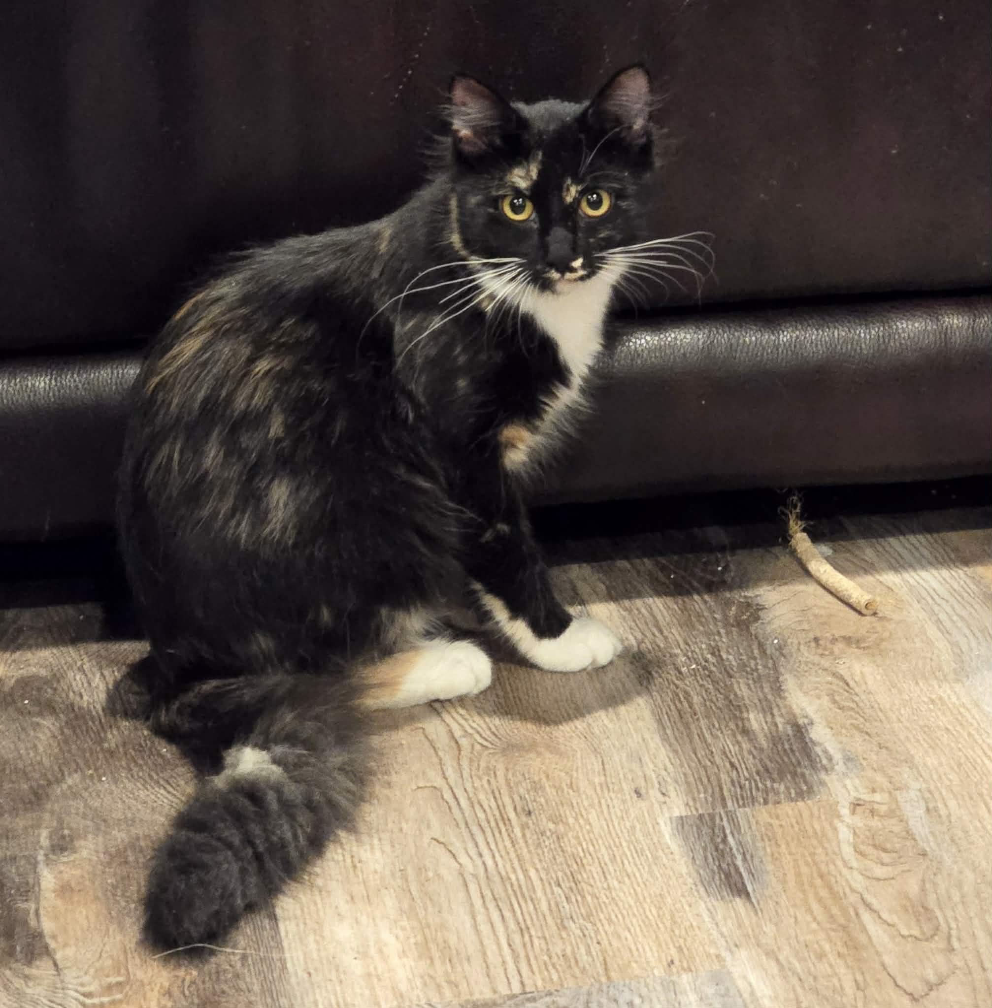 Enlarge *Zoe, a ADOPTABLE Domestic Medium Hair in Sioux Falls, SD image 2/4