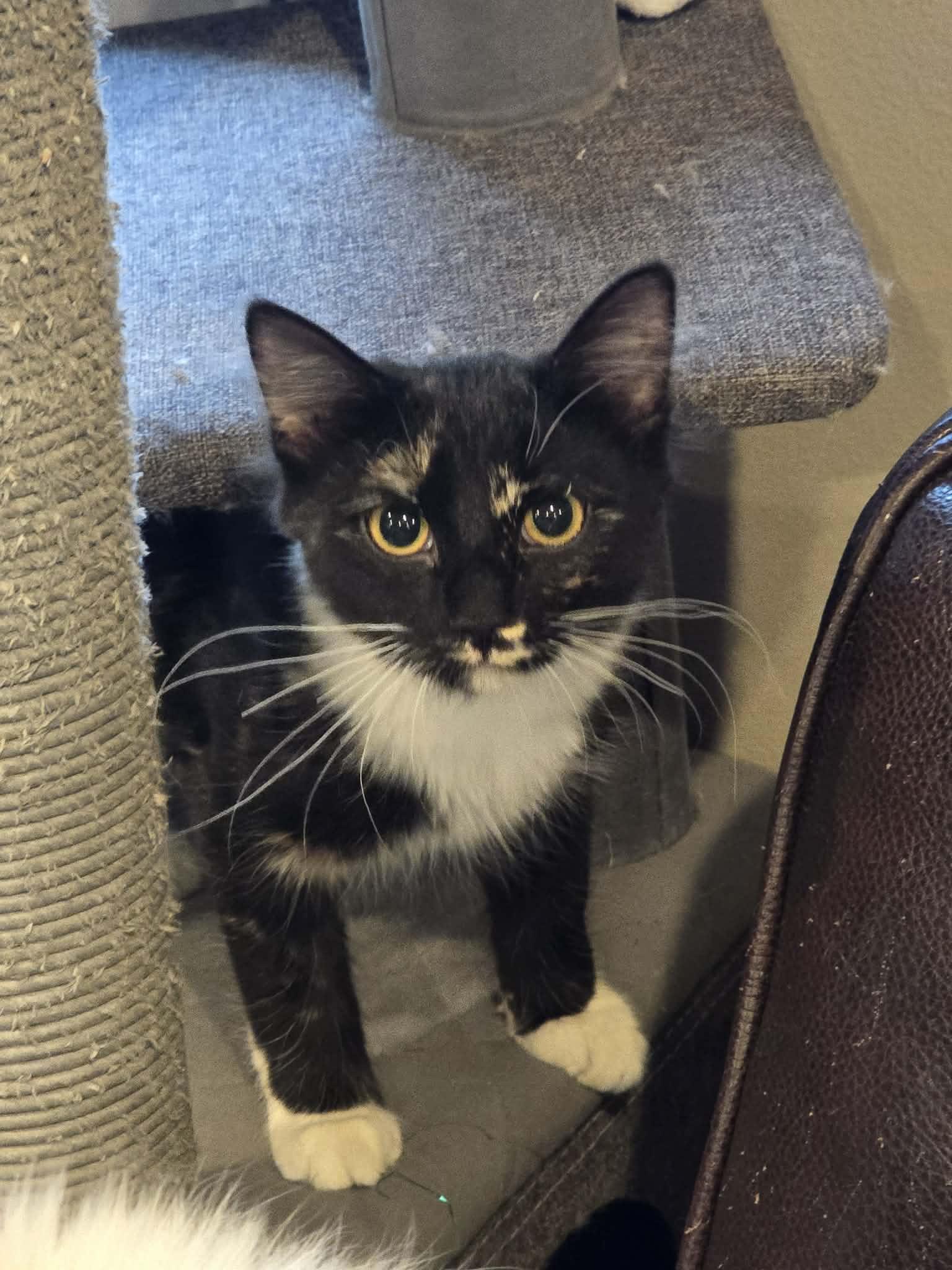 Enlarge *Zoe, a ADOPTABLE Domestic Medium Hair in Sioux Falls, SD image 3/4