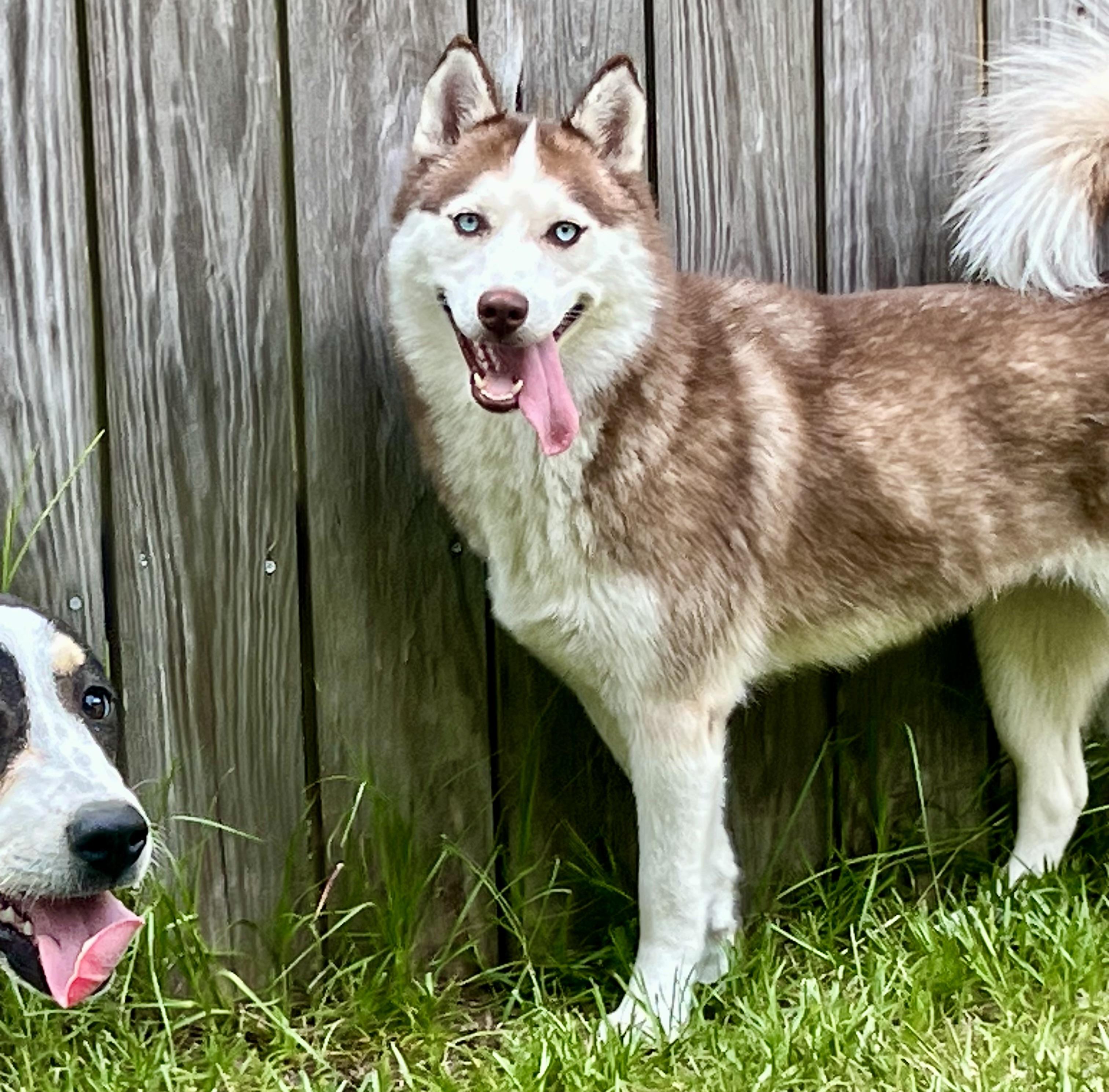 Kona, a ADOPTABLE Siberian Husky in Mt Pleasant, SC image 4/5