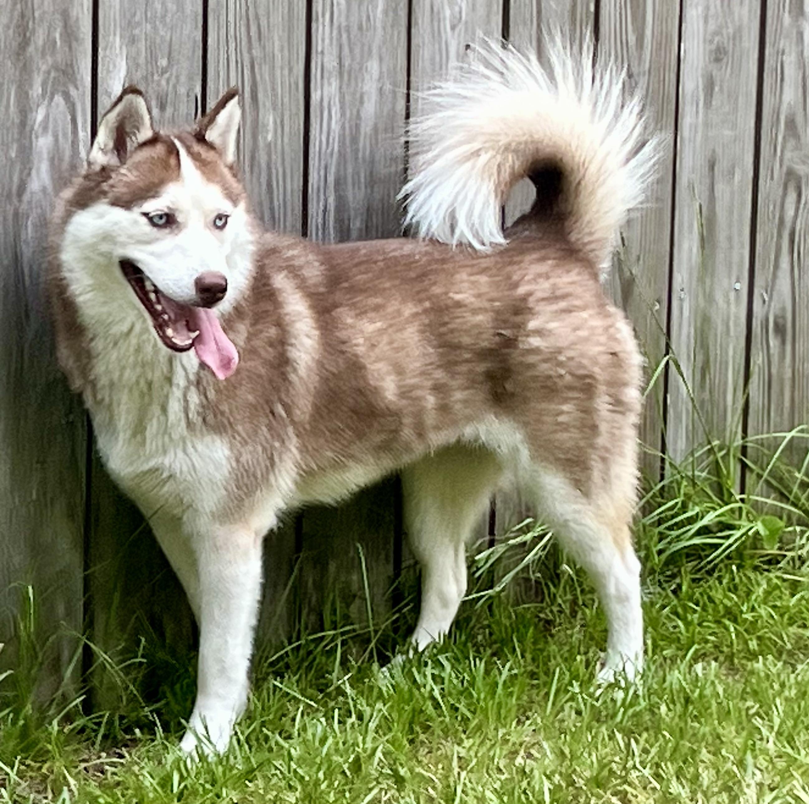 Kona, a ADOPTABLE Siberian Husky in Mt Pleasant, SC image 5/5