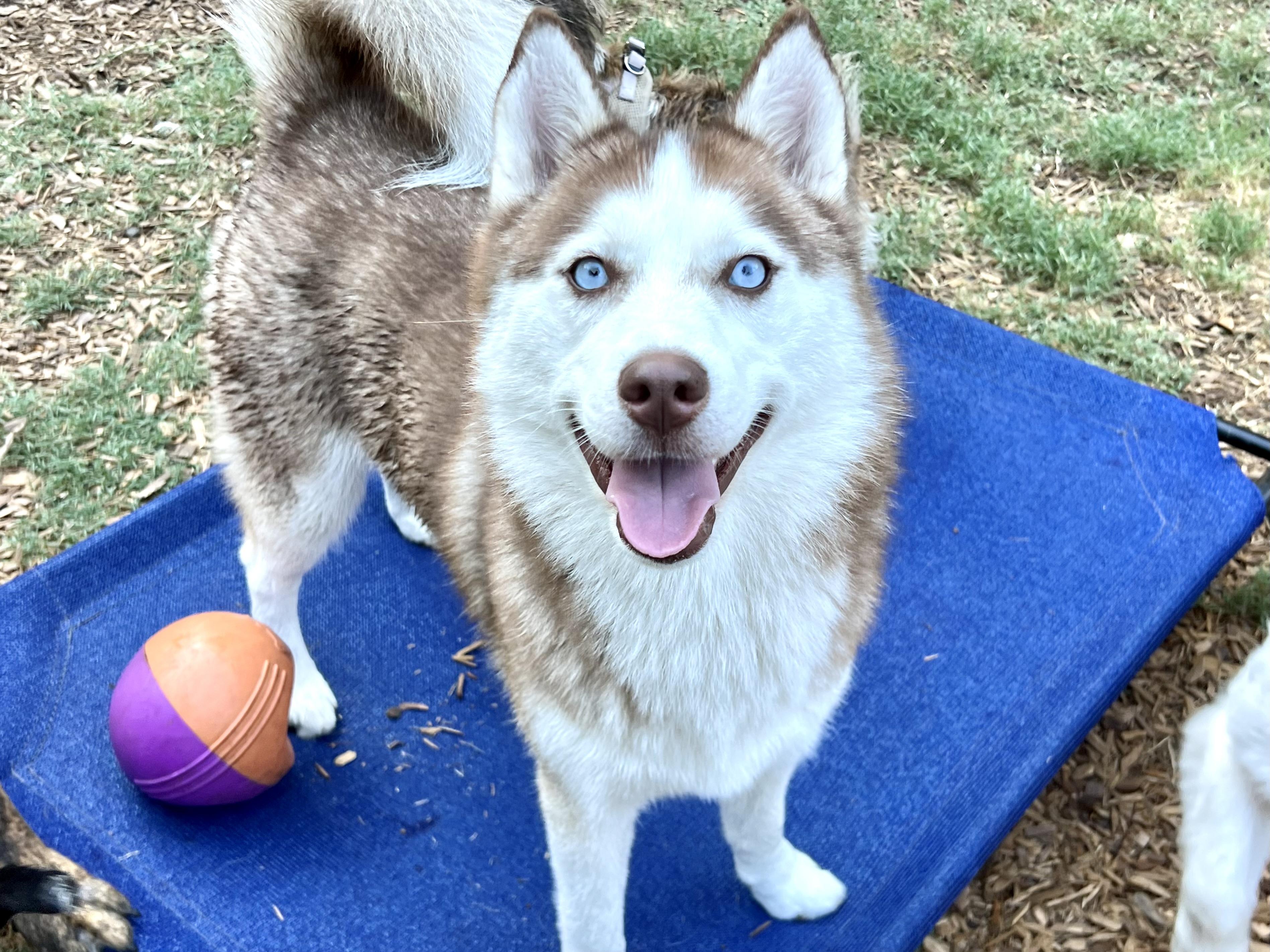 Kona, a ADOPTABLE Siberian Husky in Mt Pleasant, SC image 2/5