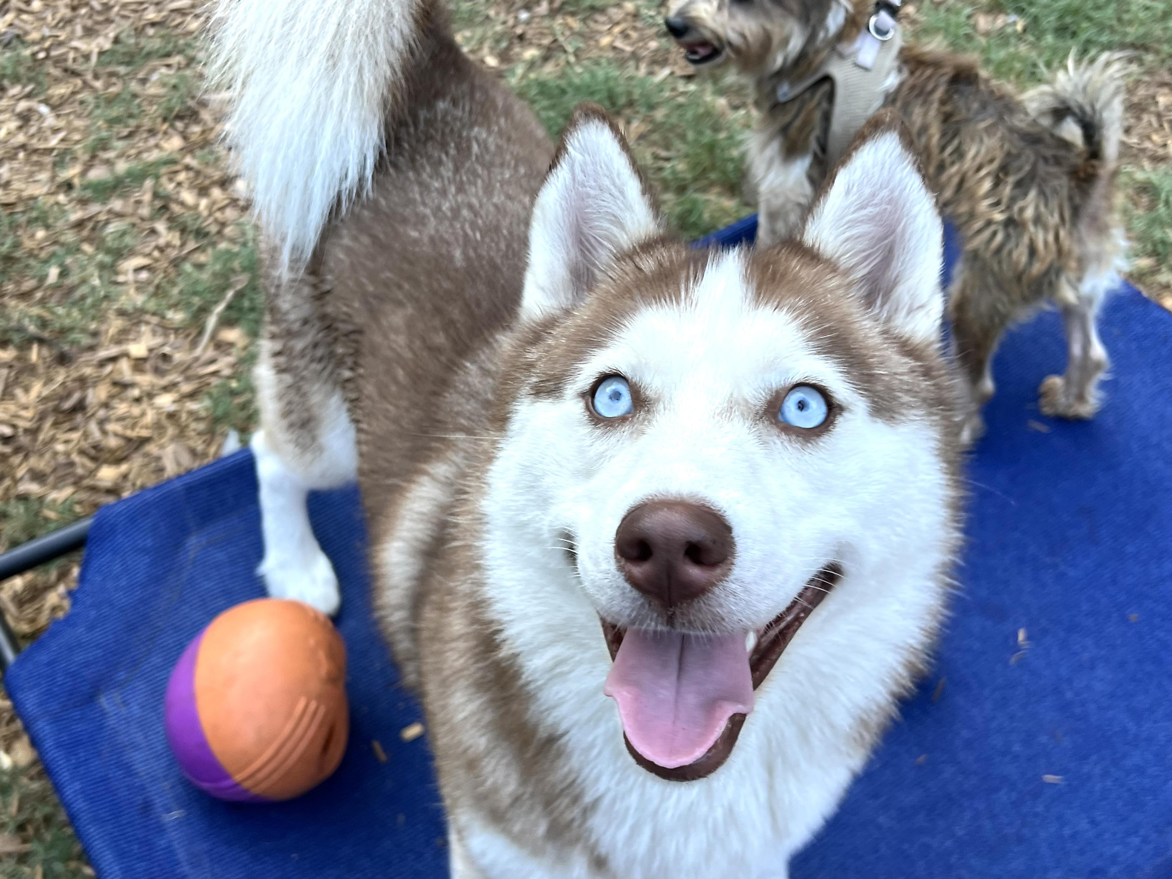 Kona, ADOPTABLE, Adult Female Siberian Husky.