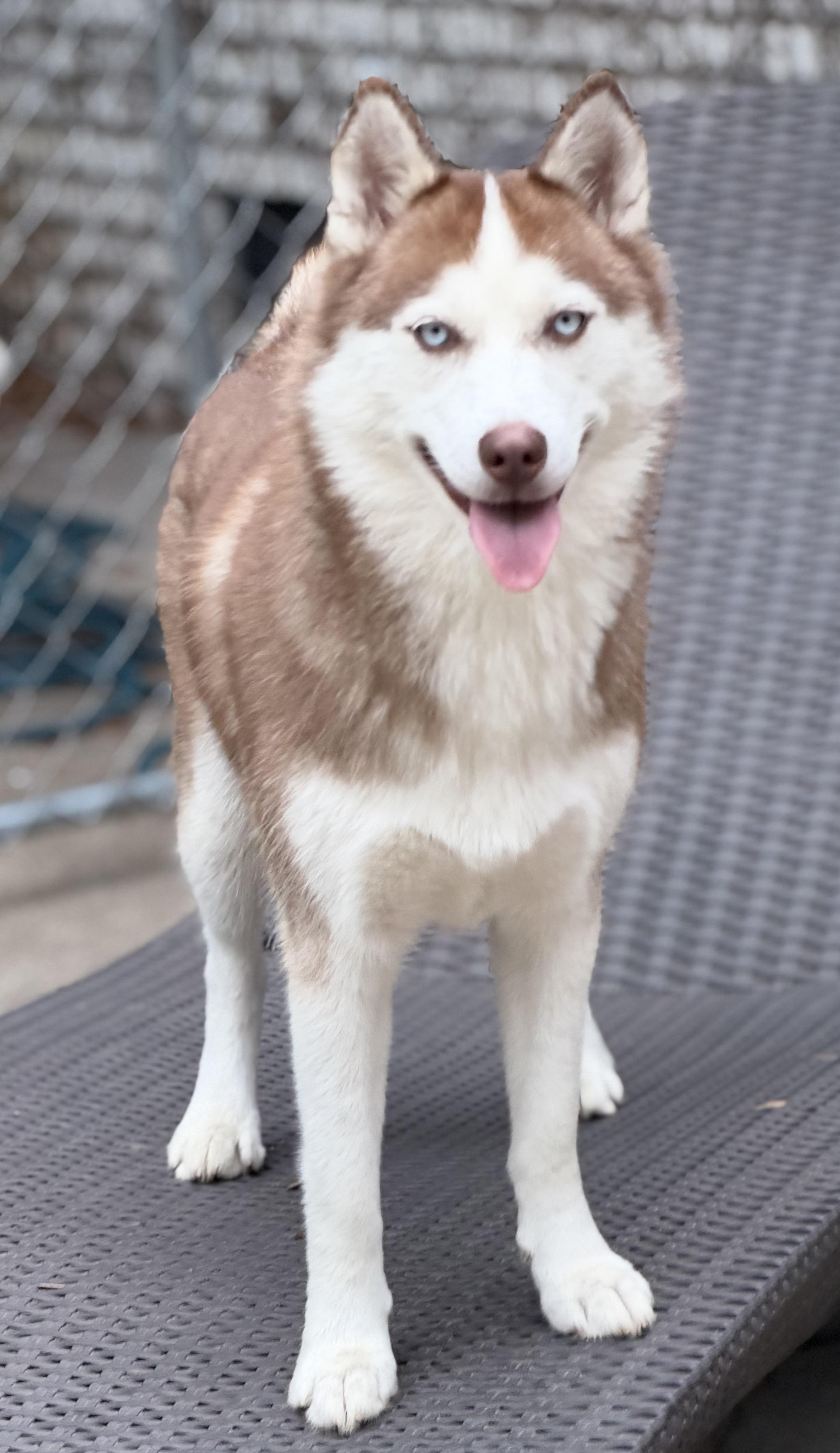 Enlarge Kona, a Adoptable Siberian Husky in Mt Pleasant, SC image 1/6