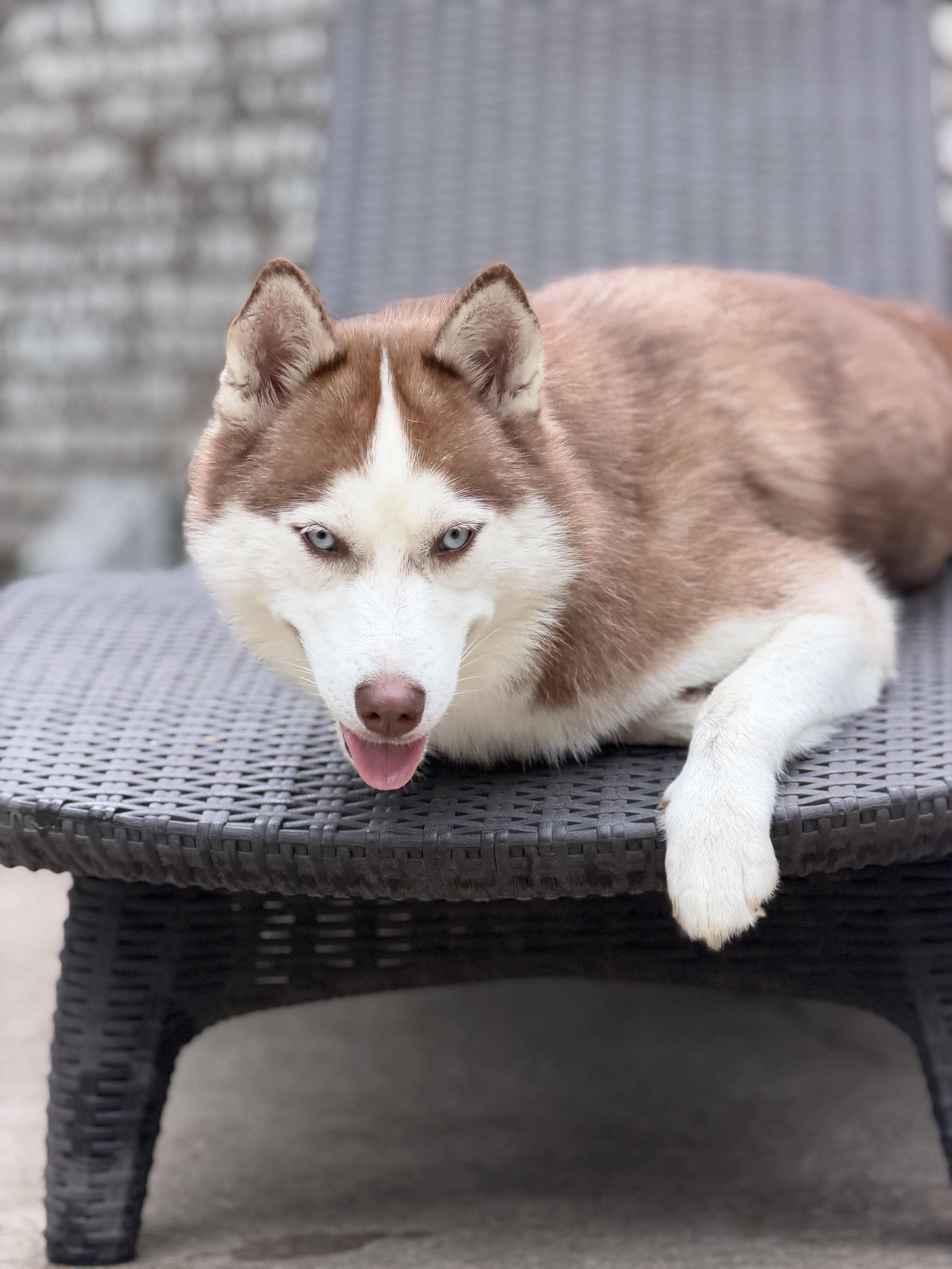 Enlarge Kona, a Adoptable Siberian Husky in Mt Pleasant, SC image 3/6