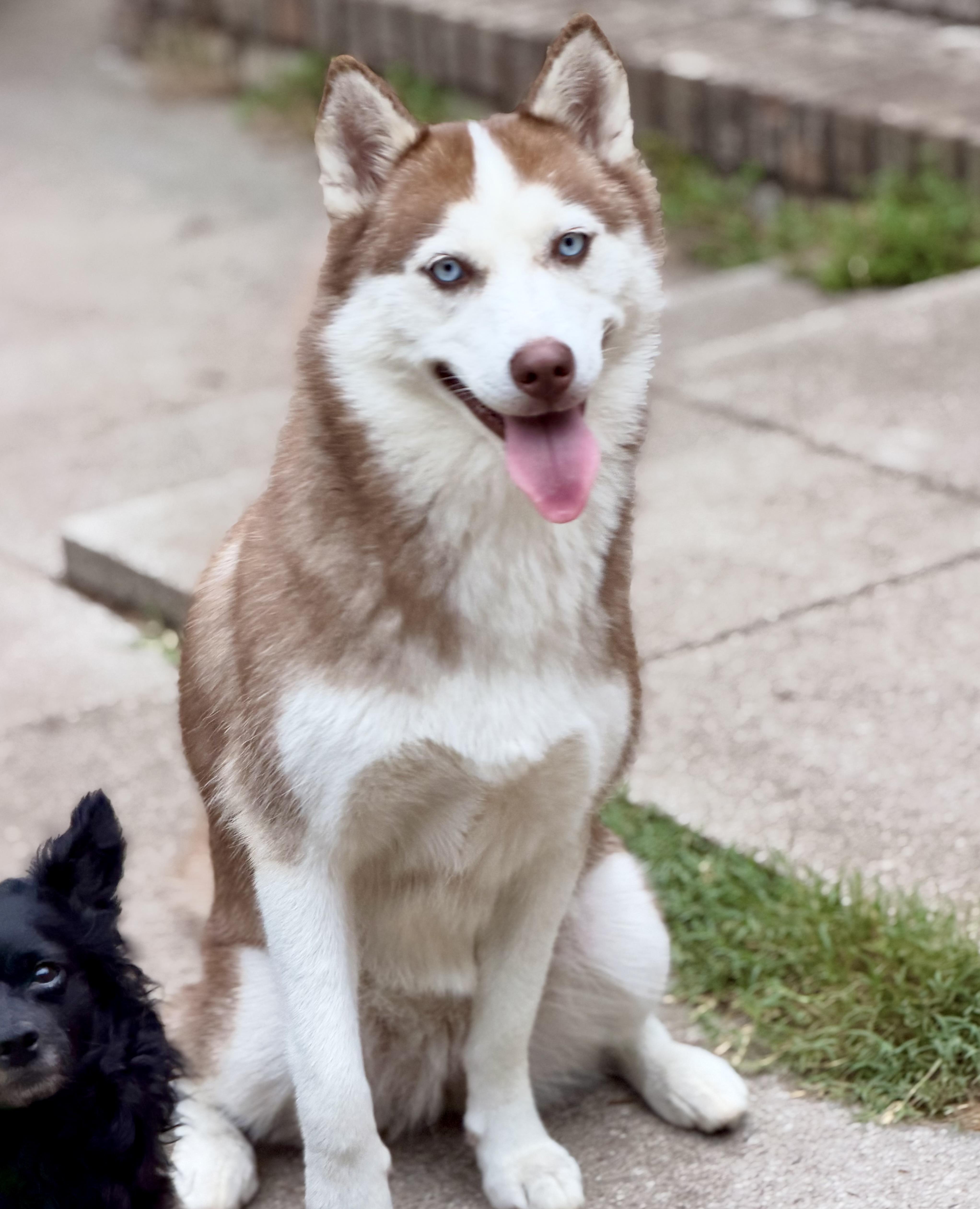 Enlarge Kona, a Adoptable Siberian Husky in Mt Pleasant, SC image 6/6