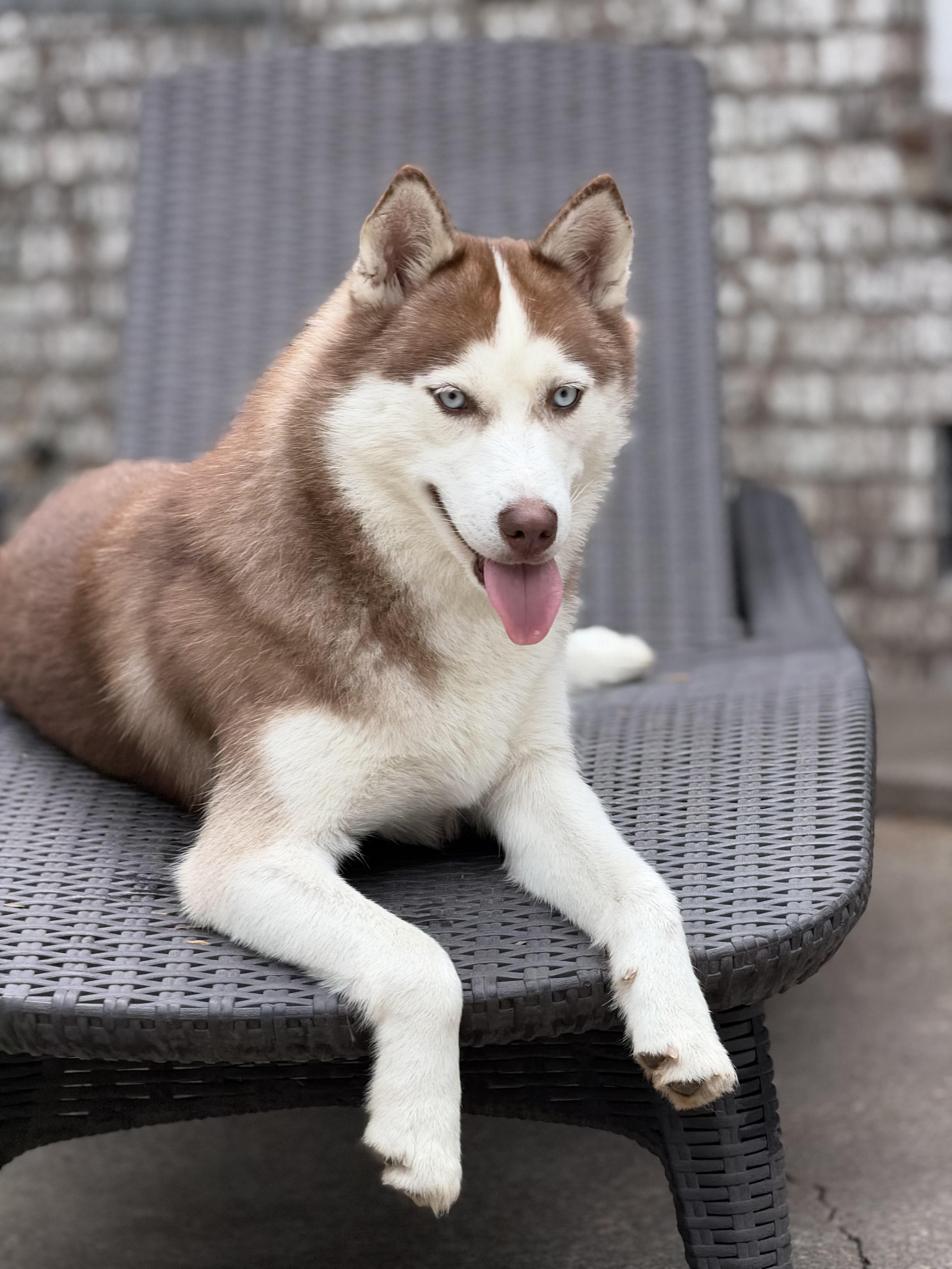Enlarge Kona, a Adoptable Siberian Husky in Mt Pleasant, SC image 5/6