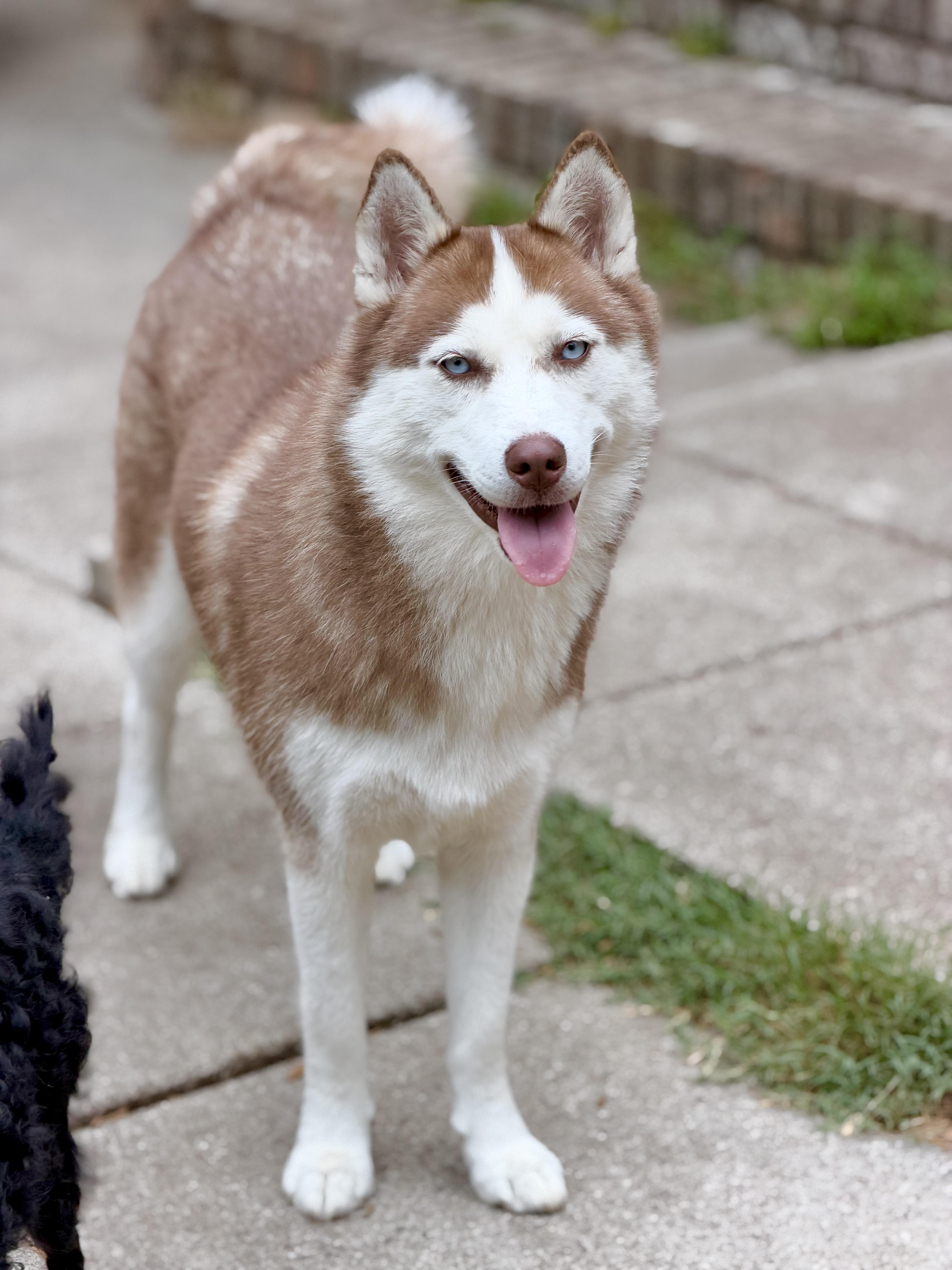 Enlarge Kona, a Adoptable Siberian Husky in Mt Pleasant, SC image 2/6