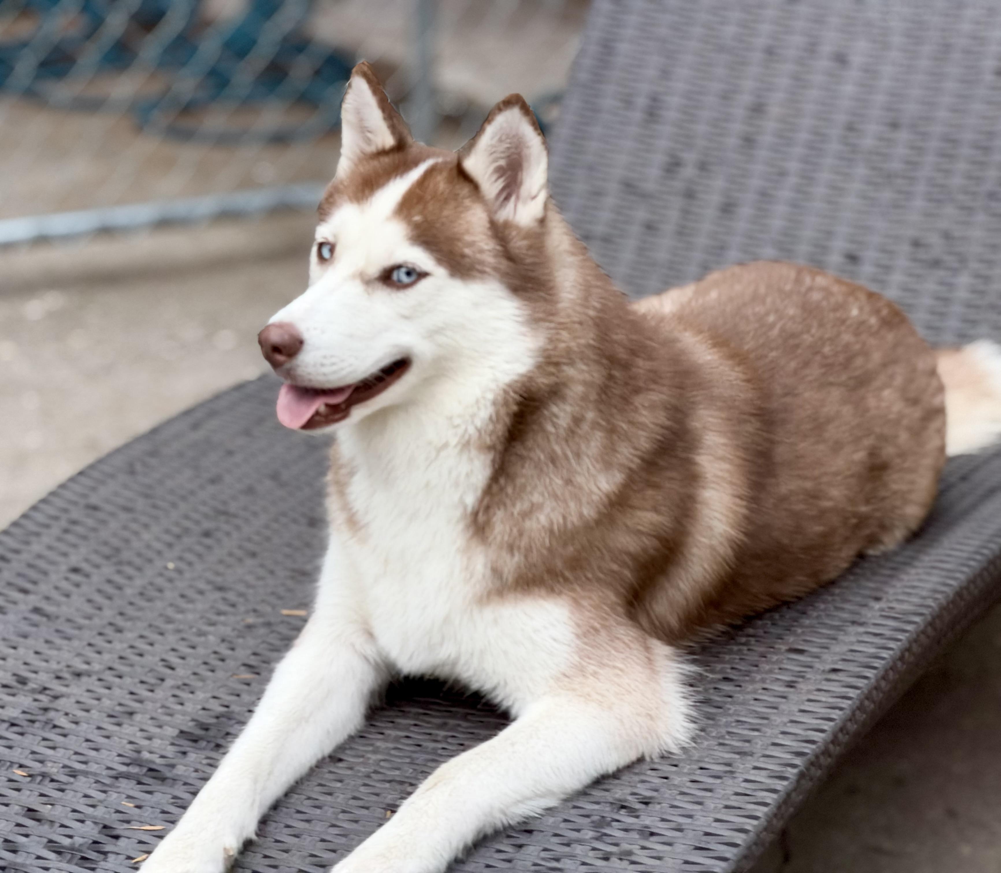 Enlarge Kona, a Adoptable Siberian Husky in Mt Pleasant, SC image 4/6
