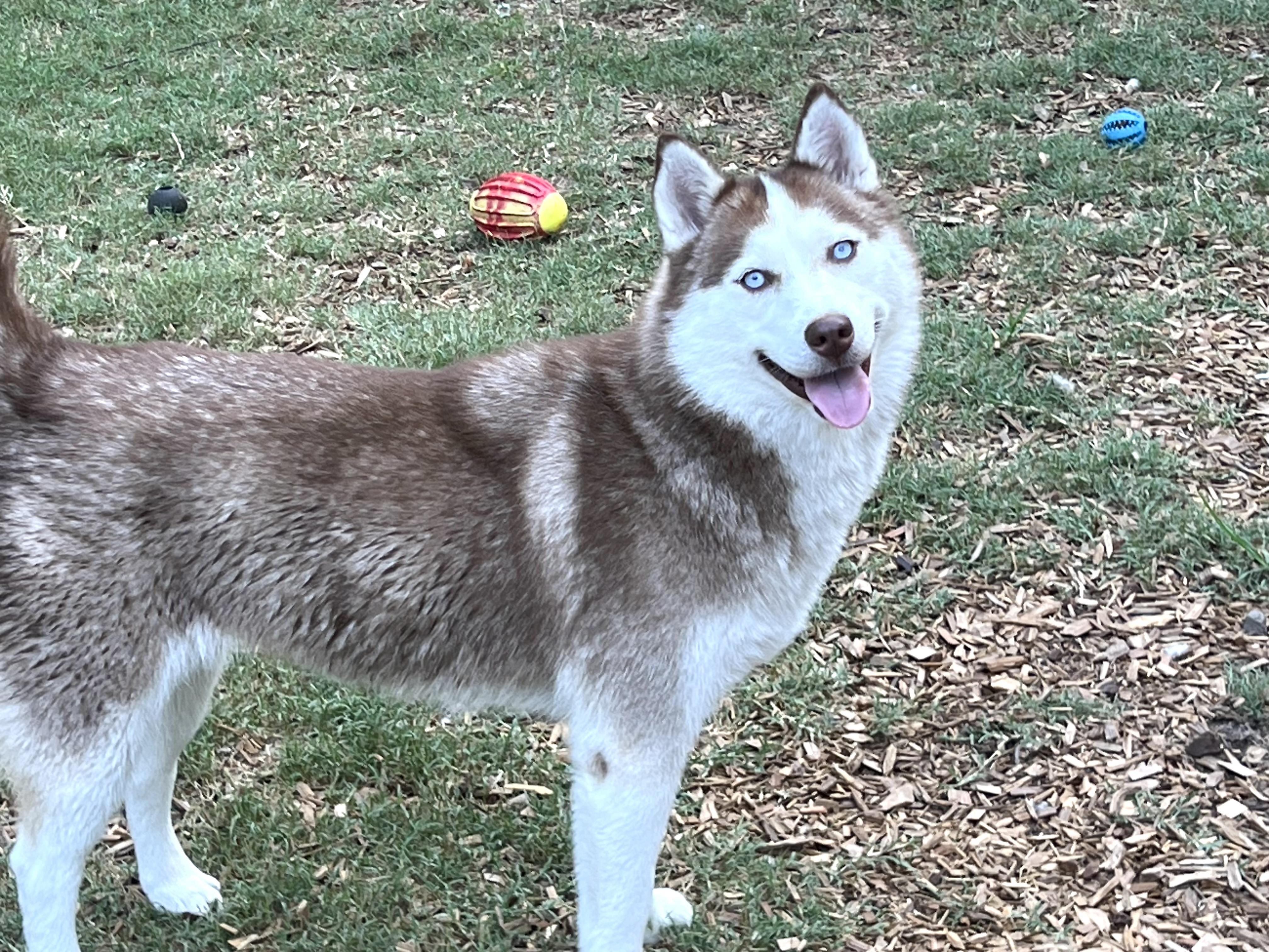 Kona, a ADOPTABLE Siberian Husky in Mt Pleasant, SC image 3/5