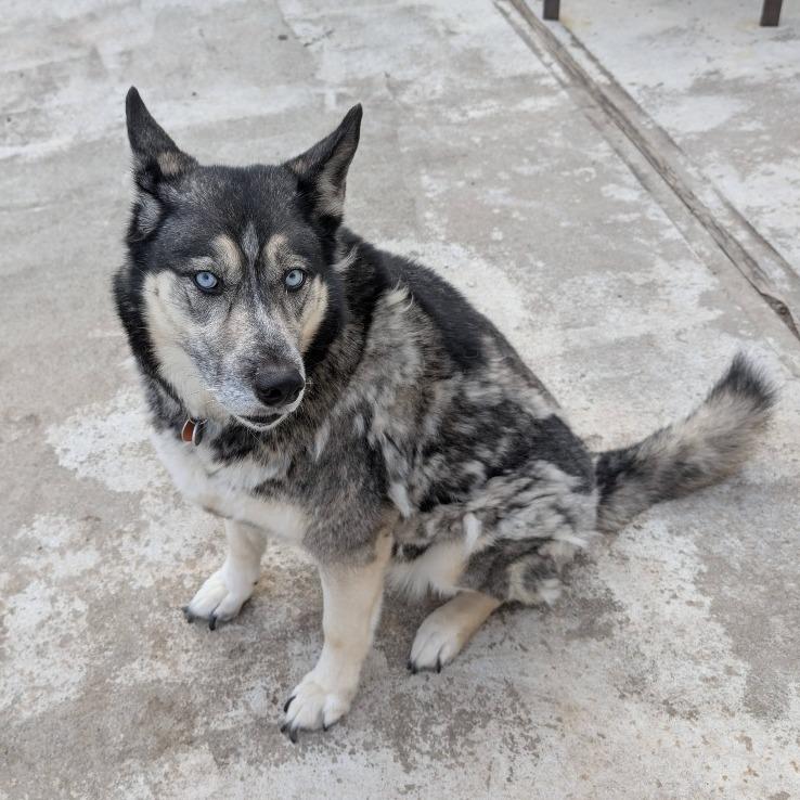 Claudia - FOSTER OR ADOPTER NEEDED, Adoptable, Adult Female Husky & Mixed Breed.