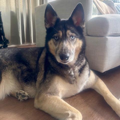 Enlarge Claudia, a Adoptable mixed breed in Staten Island, NY image 2/6