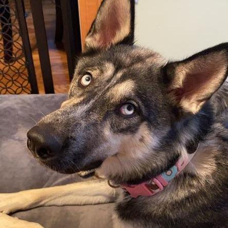 Claudia - FOSTER OR ADOPTER NEEDED, a Adoptable mixed breed in Staten Island, NY image 2/3