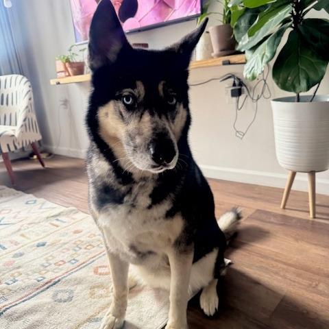 Enlarge Claudia- $70 Adoption Fee!, a Adoptable mixed breed in Staten Island, NY image 2/6