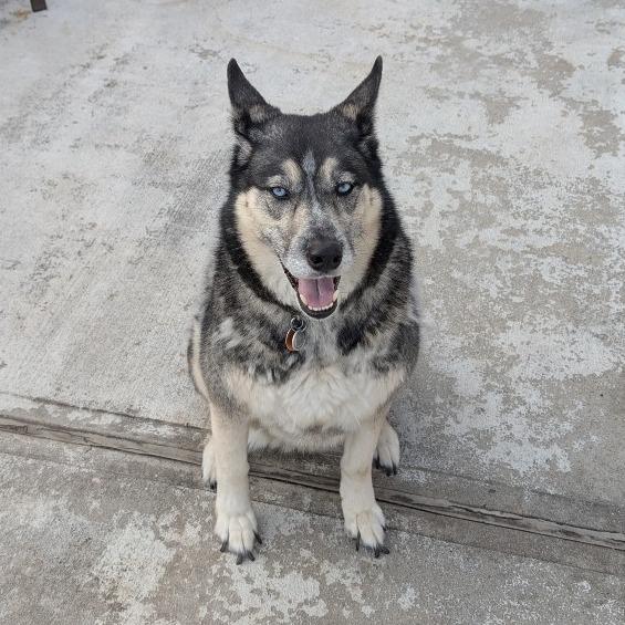 Claudia - FOSTER OR ADOPTER NEEDED, a Adoptable mixed breed in Staten Island, NY image 3/3