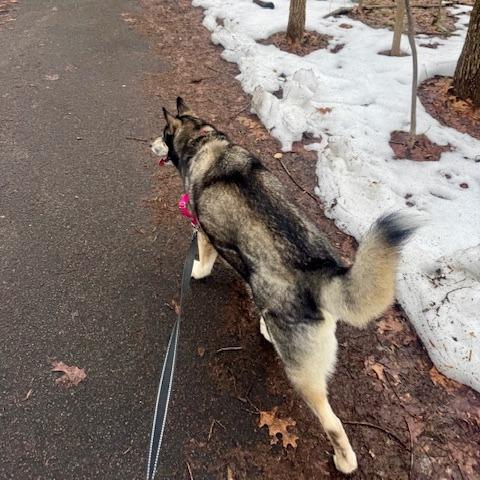 Claudia, a Adoptable mixed breed in Staten Island, NY image 4/6