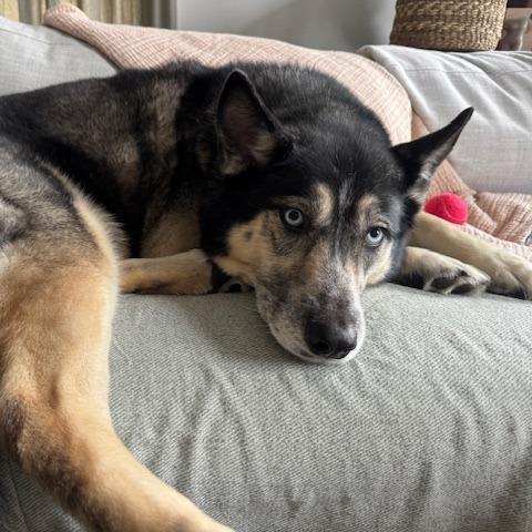 Claudia, a Adoptable mixed breed in Staten Island, NY image 5/6