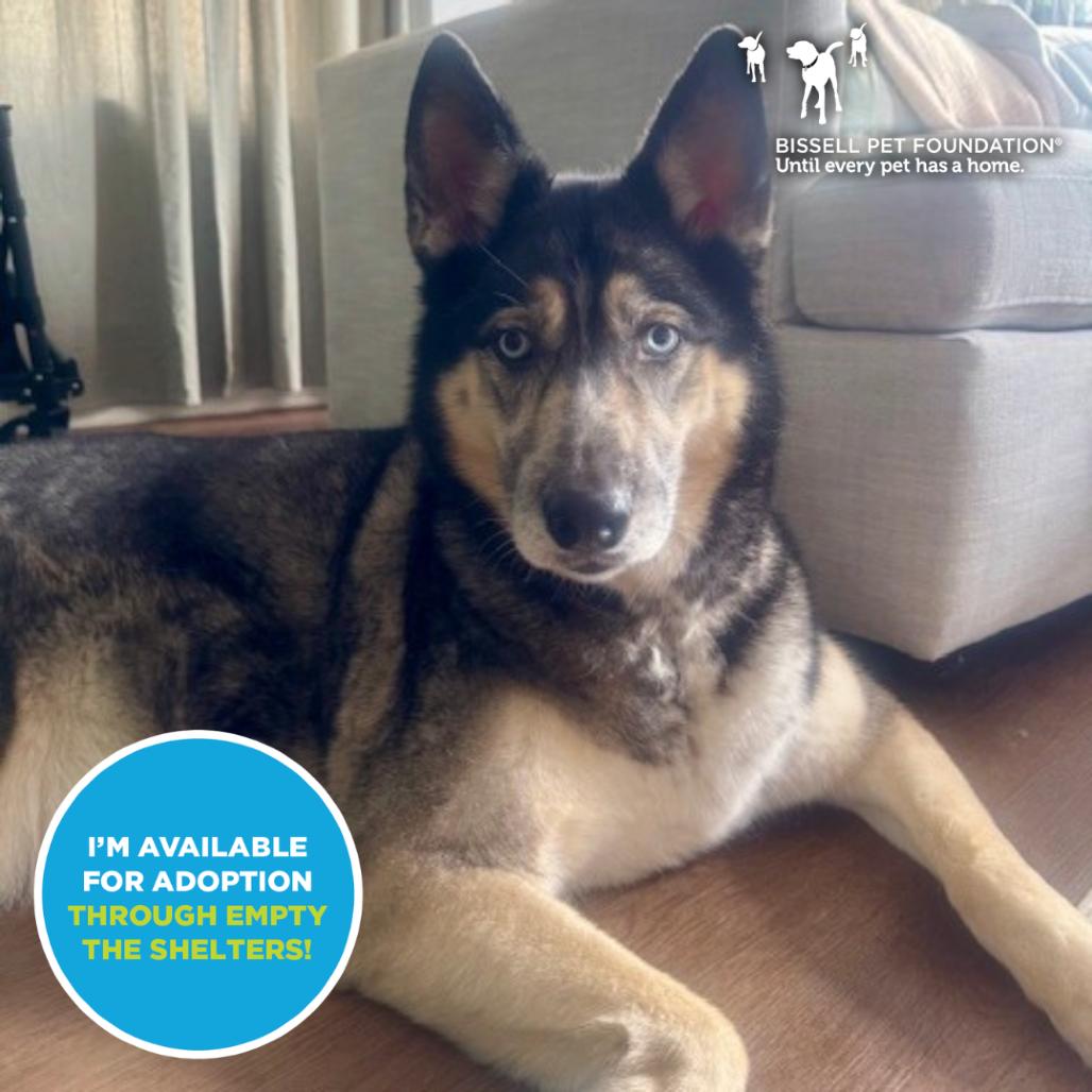 Enlarge Claudia- $70 Adoption Fee!, a Adoptable mixed breed in Staten Island, NY image 5/6