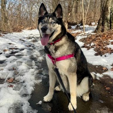 Claudia, a Adoptable mixed breed in Staten Island, NY image 6/6