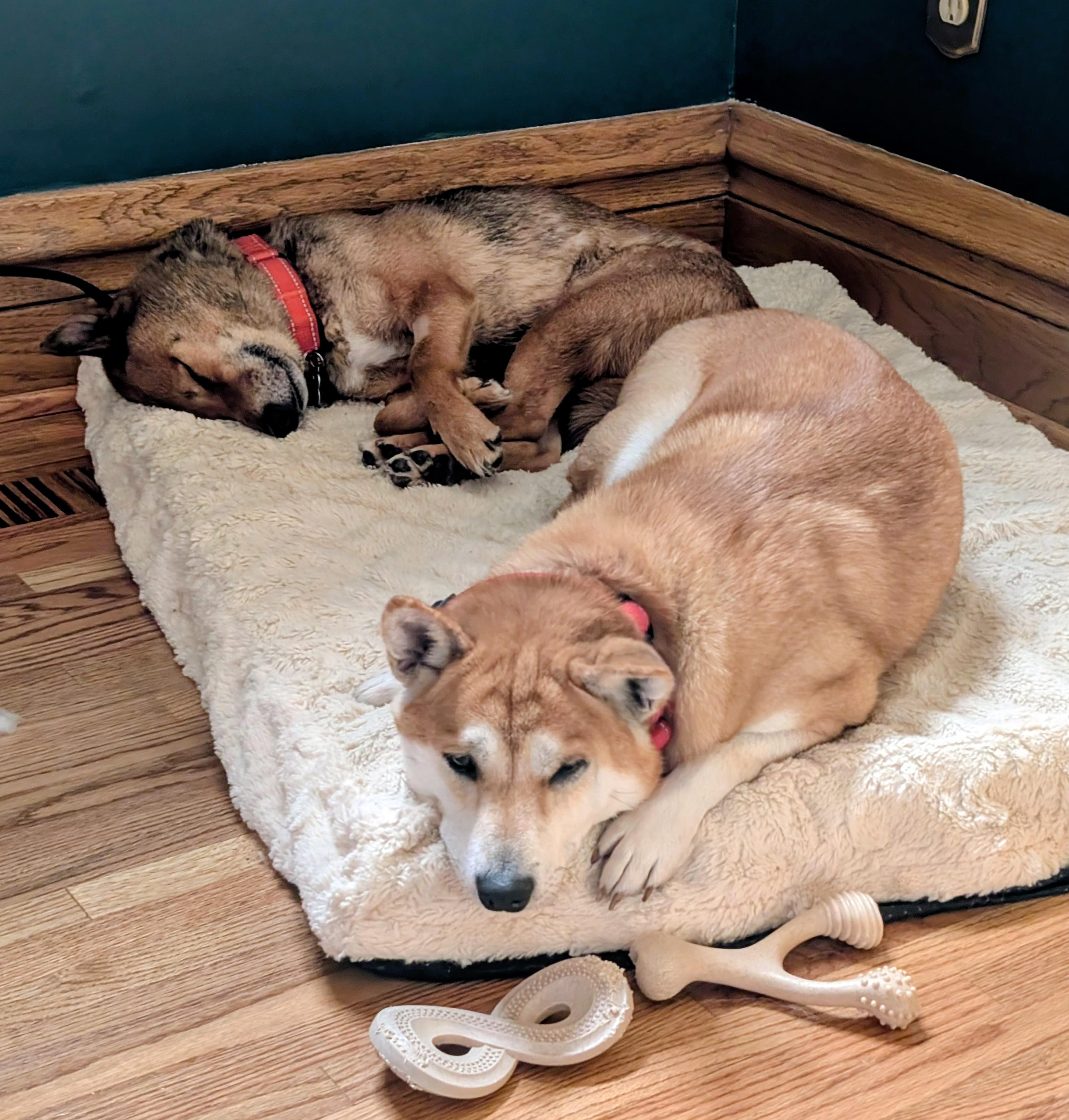 Enlarge Ozzie, a ADOPTABLE Shiba Inu in Chicago, IL image 6/6
