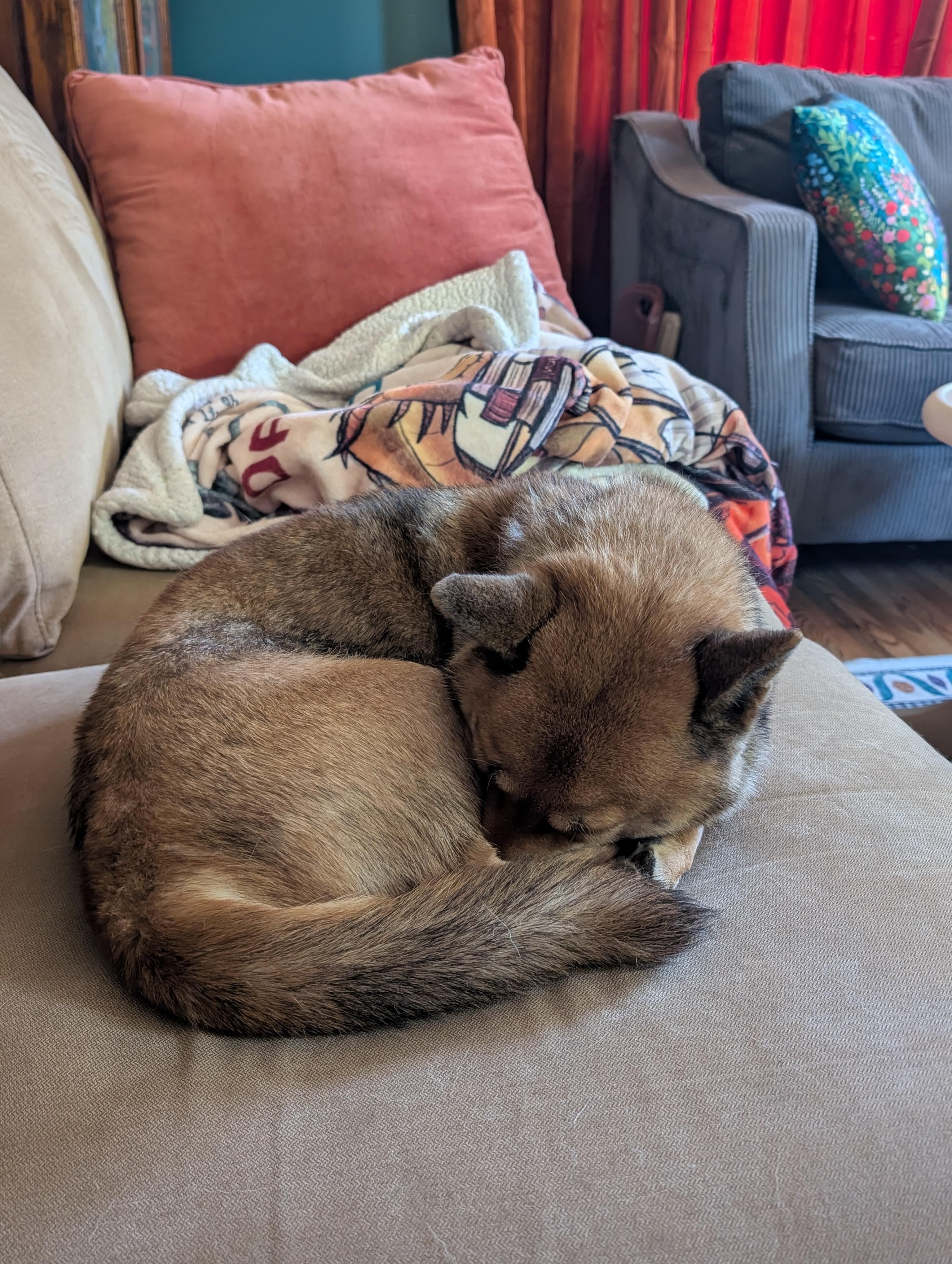 Enlarge Ozzie, a ADOPTABLE Shiba Inu in Chicago, IL image 5/6